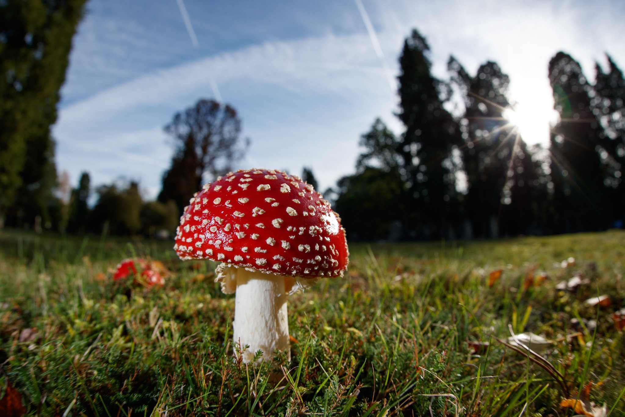 Téléchargez des papiers peints mobile Macro, Champignon, La Nature, Terre/nature gratuitement.