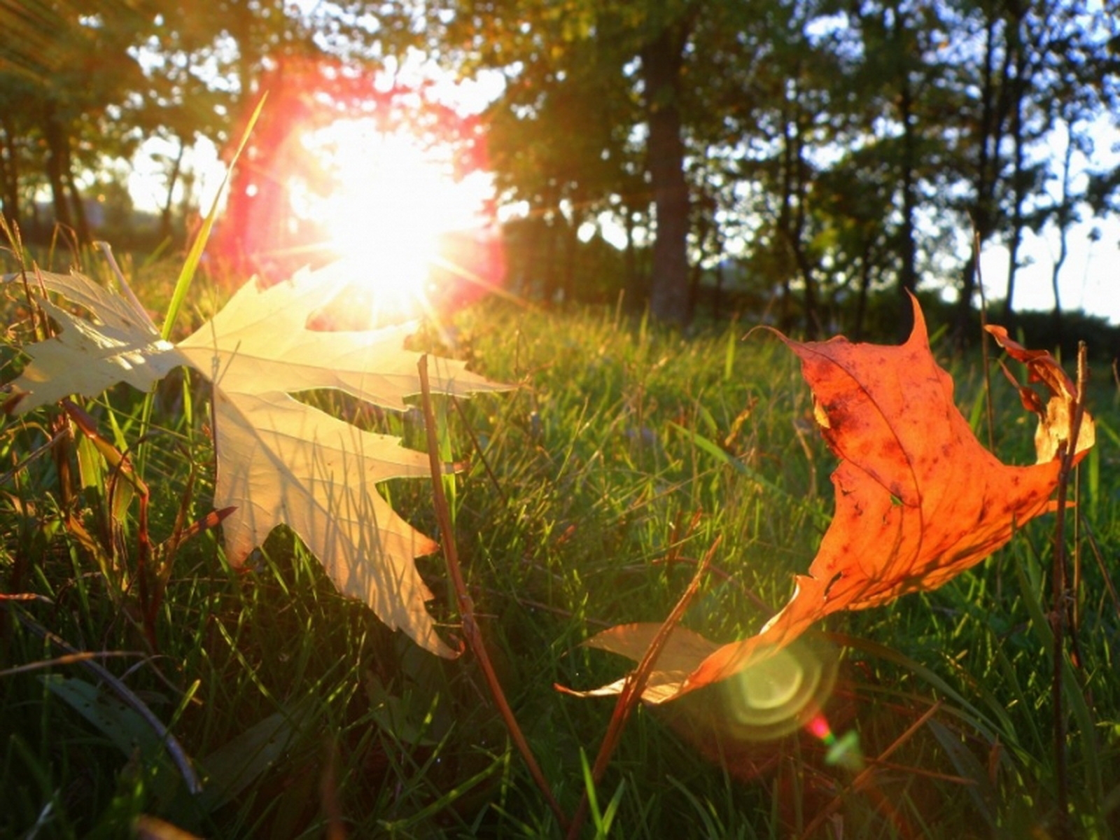 Скачать обои бесплатно Солнце, Листья, Растения картинка на рабочий стол ПК