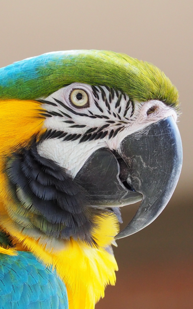 Download mobile wallpaper Birds, Bird, Close Up, Animal, Macaw, Parrot, Blue And Yellow Macaw for free.