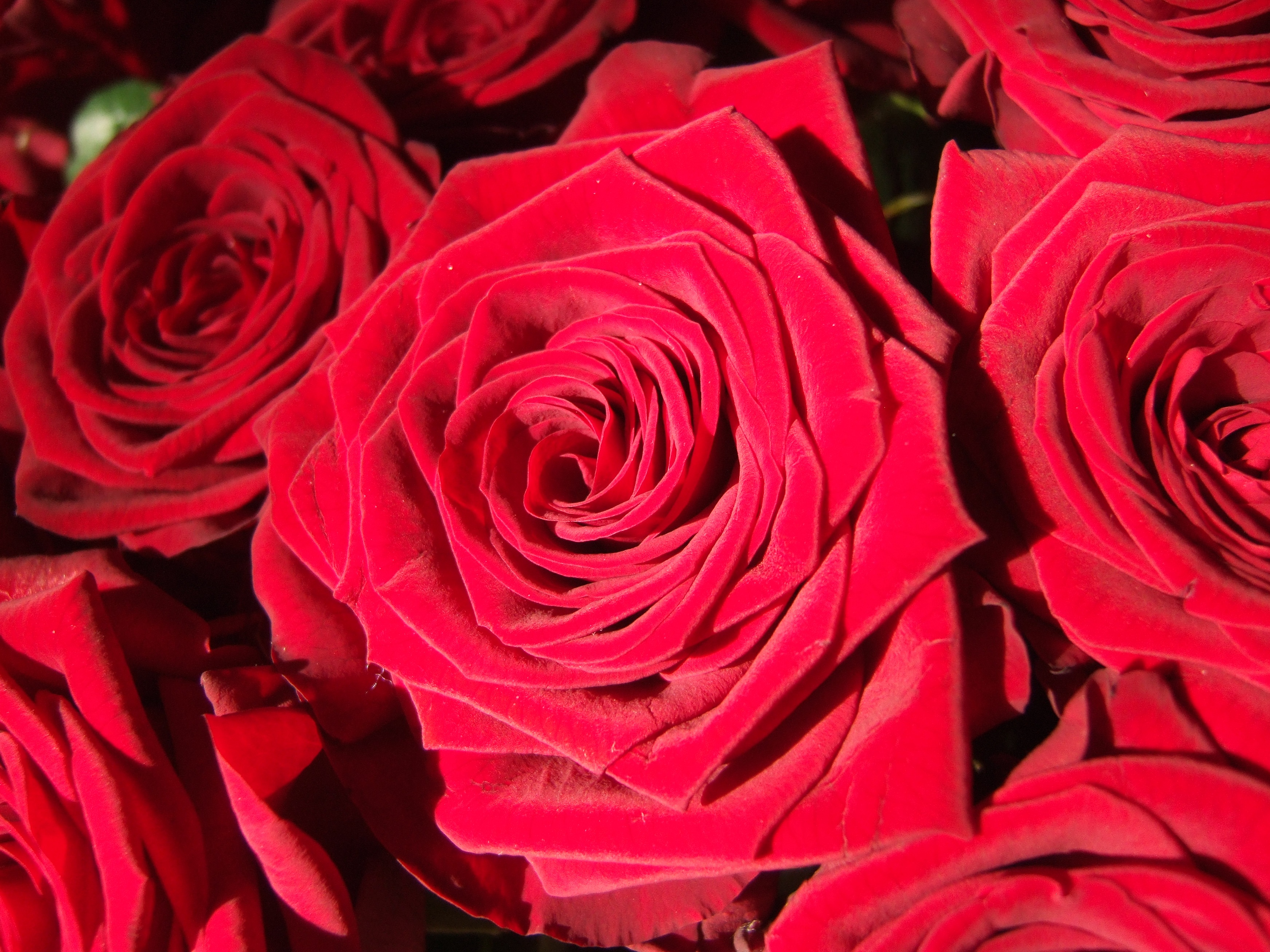 Free download wallpaper Flowers, Bud, Rose, Petals, Close Up, Rose Flower on your PC desktop