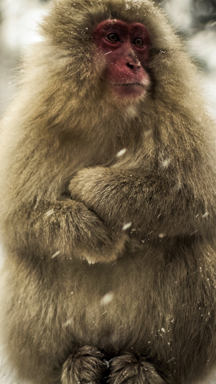 Download mobile wallpaper Monkeys, Monkey, Animal, Snowfall, Macaque, Japanese Macaque for free.