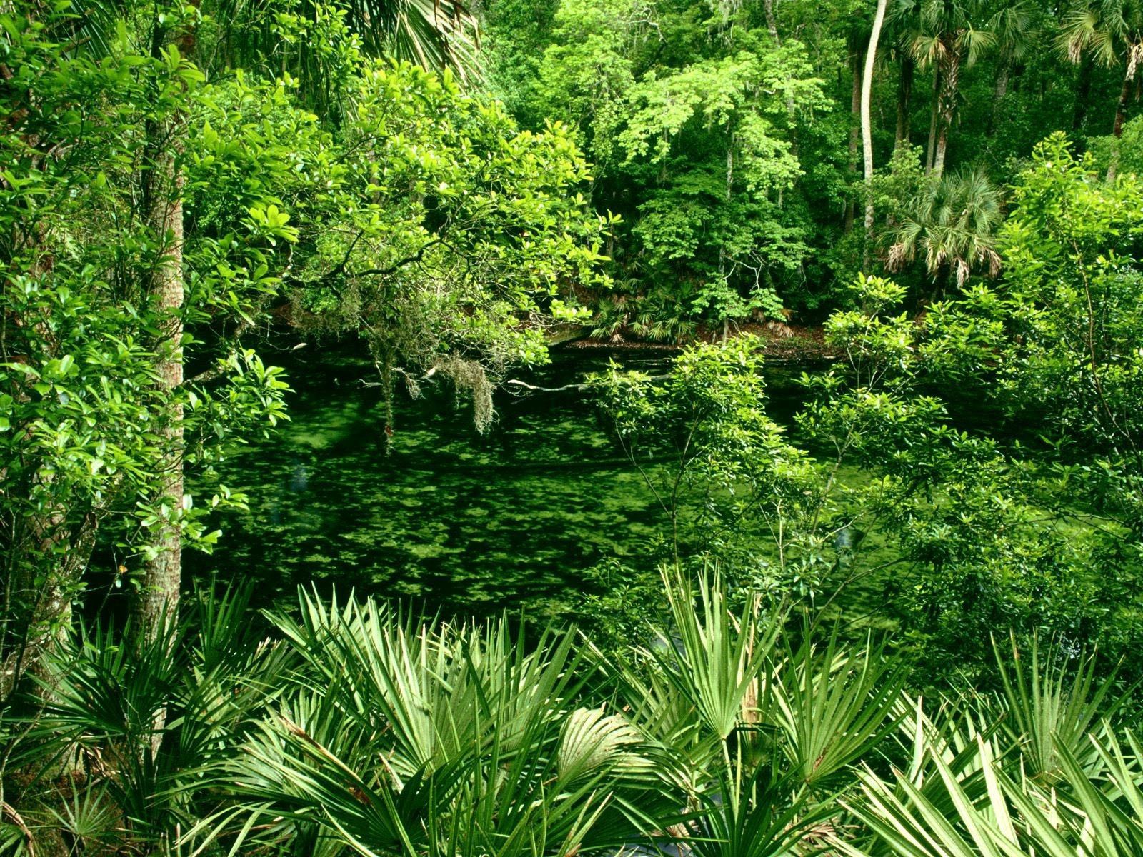 Download mobile wallpaper Forest, Vegetation, Trees, Nature, Water for free.