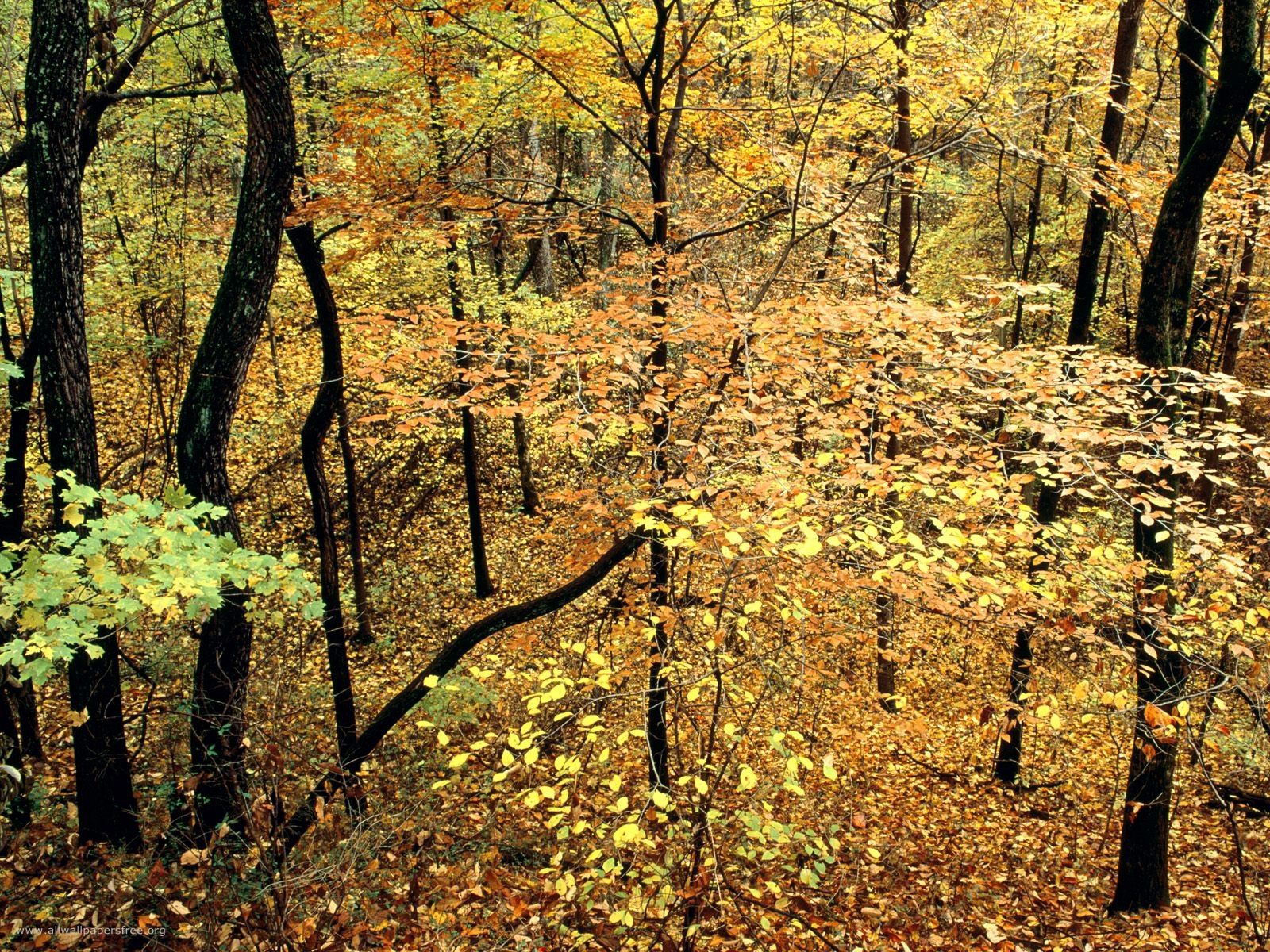 無料モバイル壁紙木の葉, 自然, 木, 森林, 森, 葉をダウンロードします。