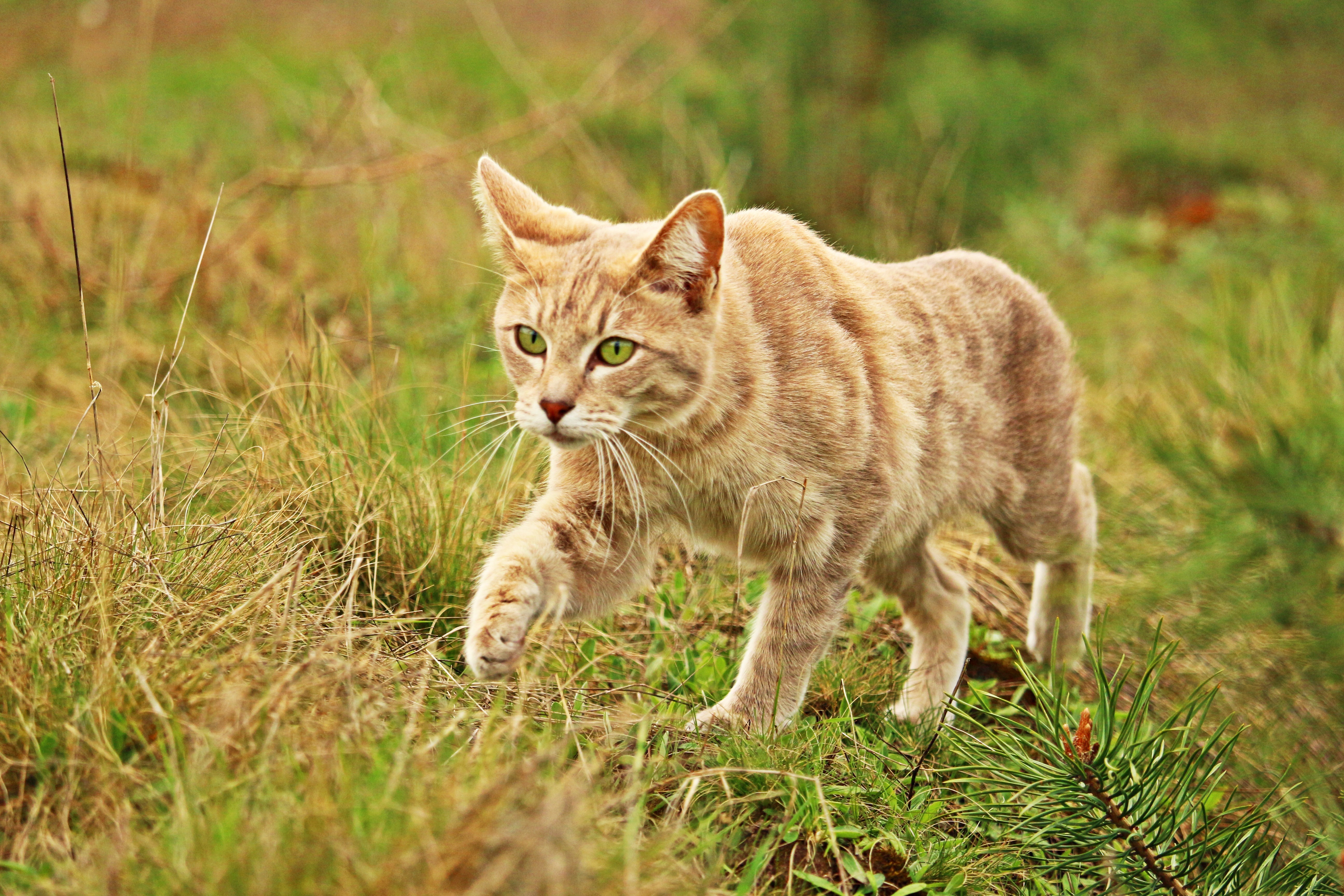Laden Sie das Der Kater, Bummel, Spaziergang, Tiere, Grass, Katze-Bild kostenlos auf Ihren PC-Desktop herunter