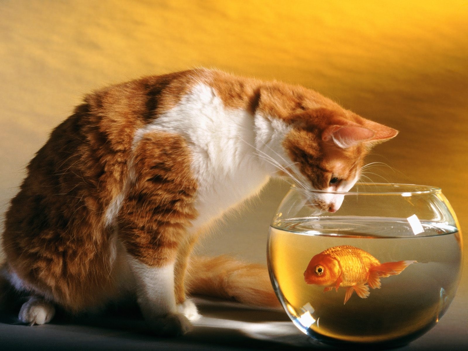 2238 скачать картинку рыбы, кошки (коты котики), животные, аквариумы, оранжевые - обои и заставки бесплатно