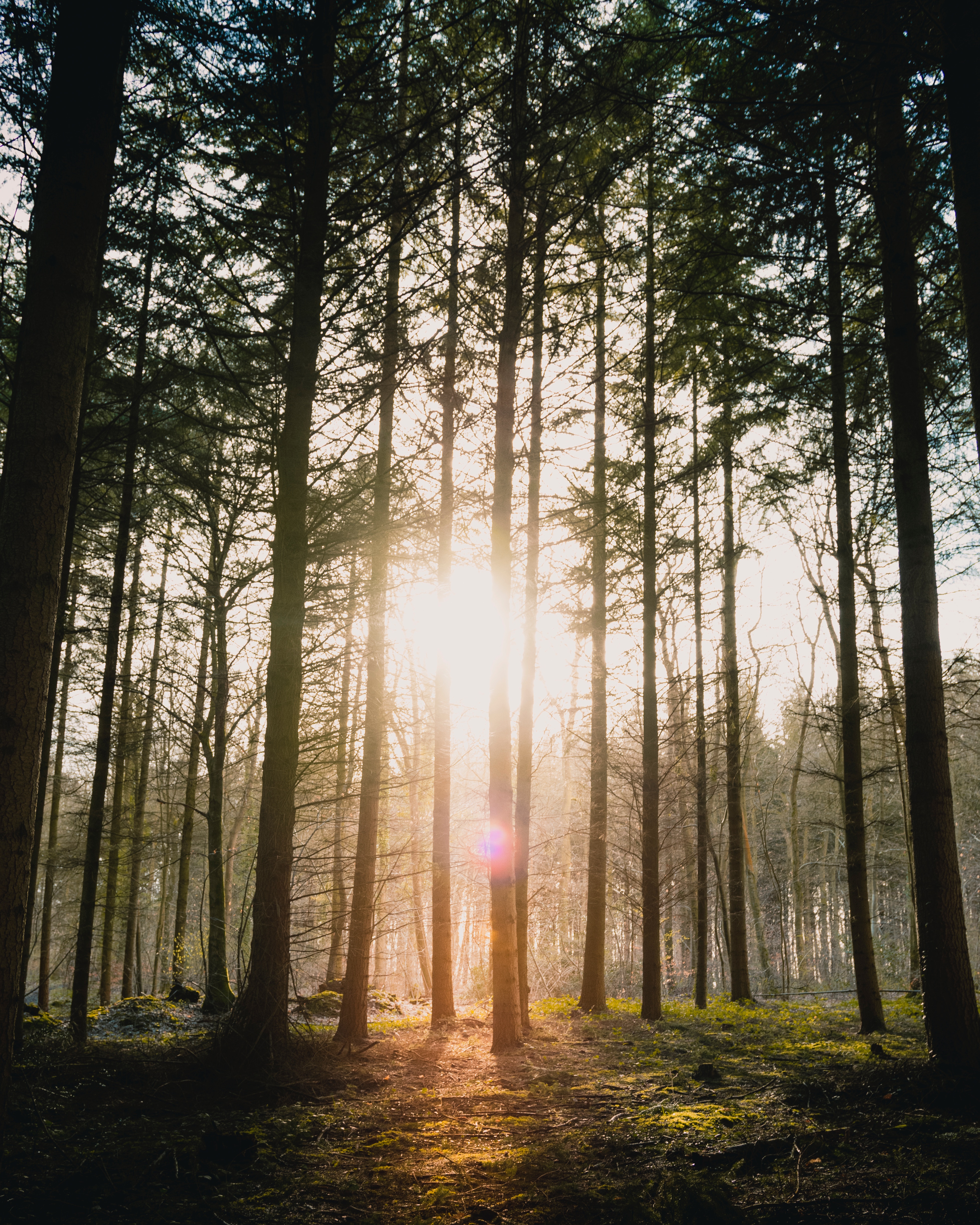nature, trees, sun, glare, bright, beams, rays, forest, blinding