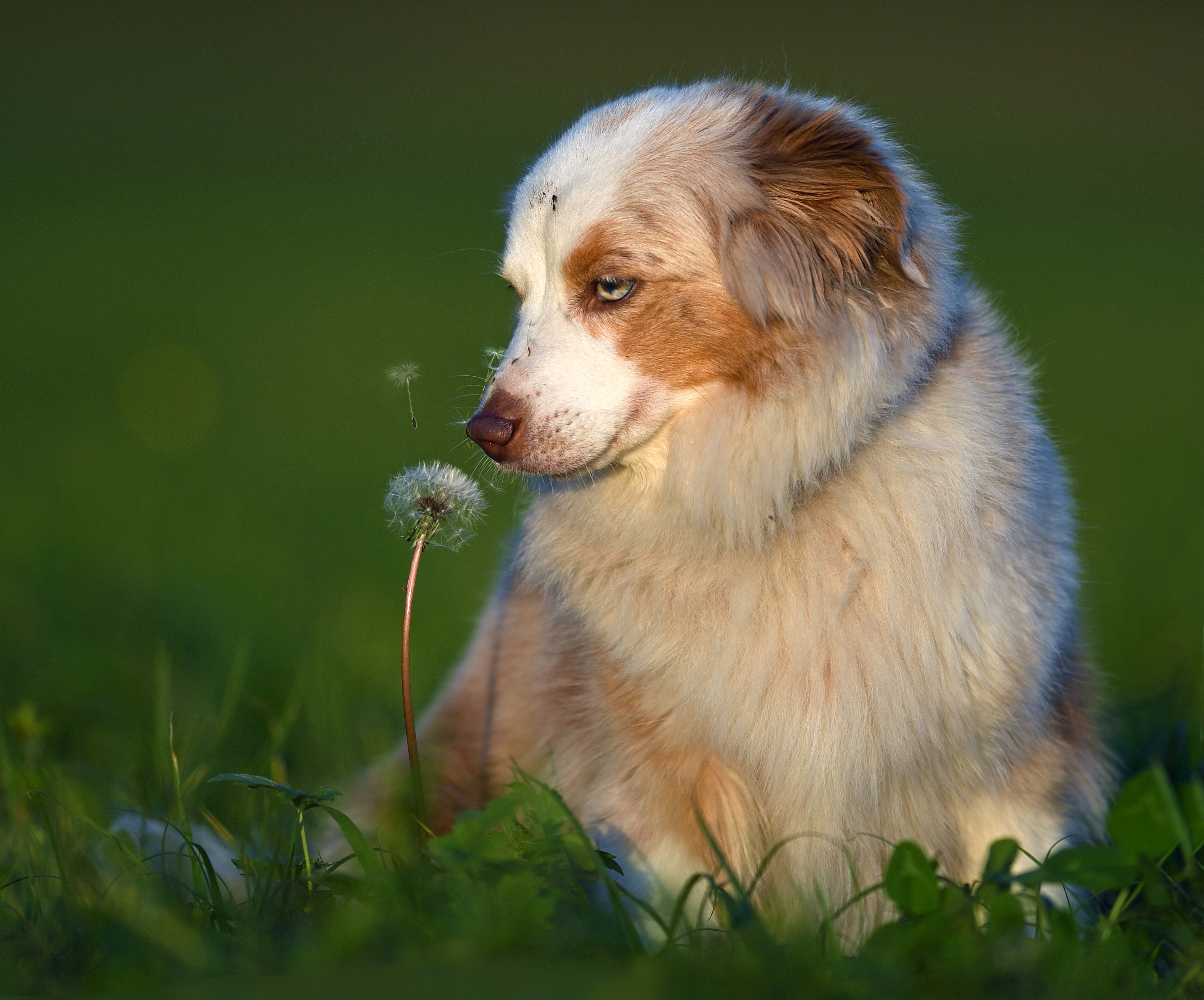 Handy-Wallpaper Tiere, Hunde, Hund, Welpen, Australischer Hirte, Tierbaby kostenlos herunterladen.