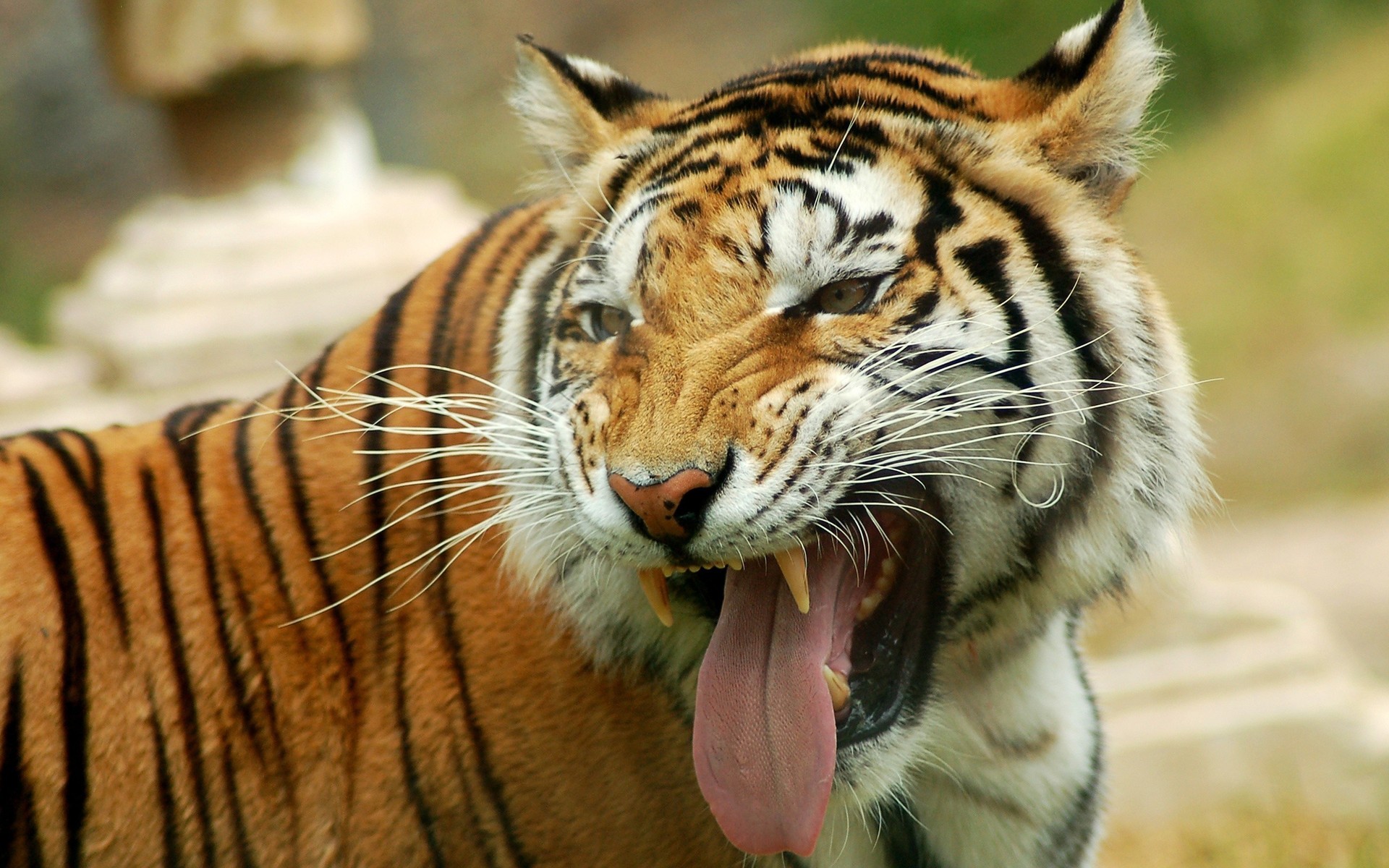 Téléchargez gratuitement l'image Animaux, Chats, Tigre sur le bureau de votre PC