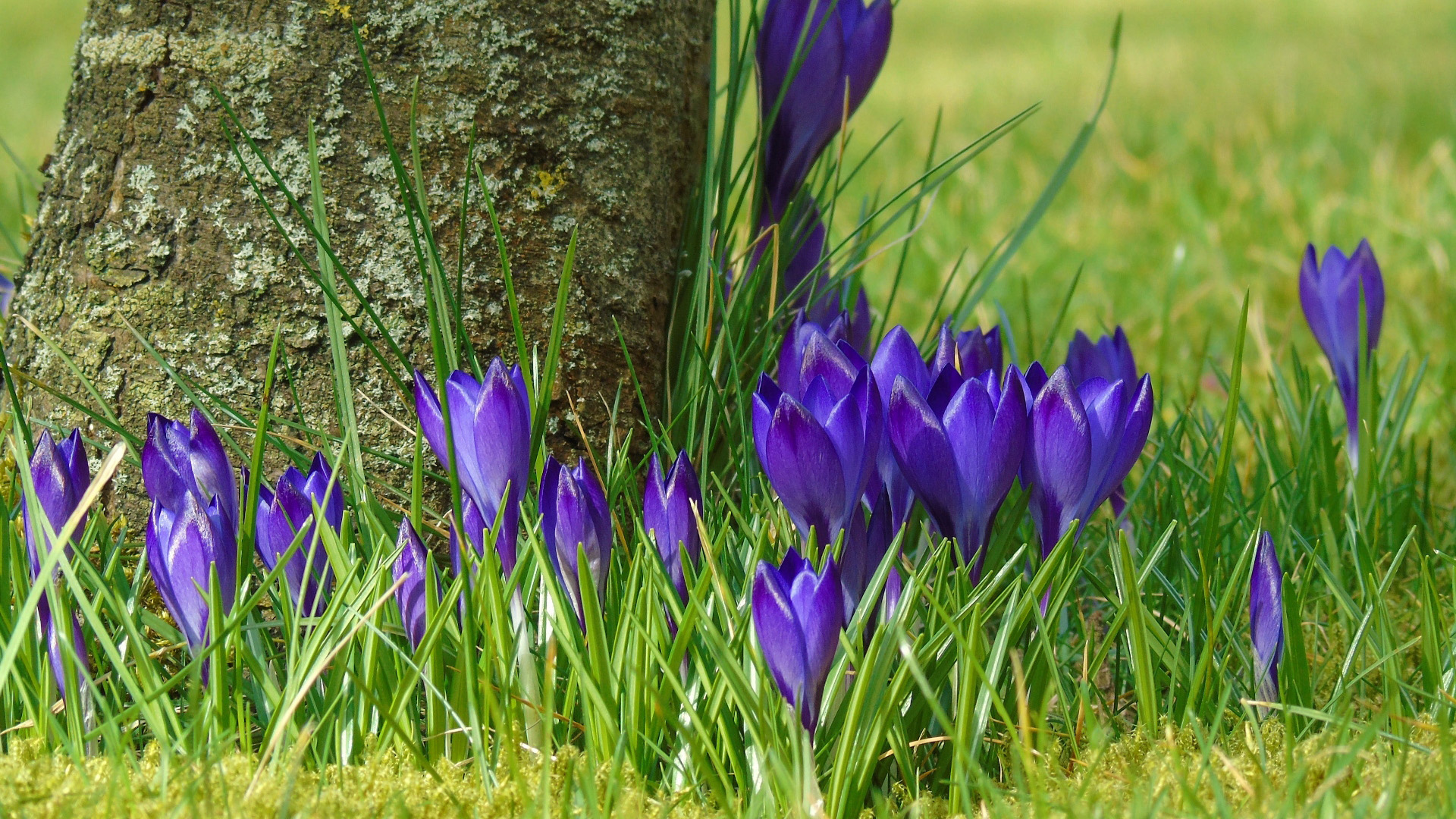 Laden Sie das Blumen, Krokus, Lila Blume, Erde/natur-Bild kostenlos auf Ihren PC-Desktop herunter