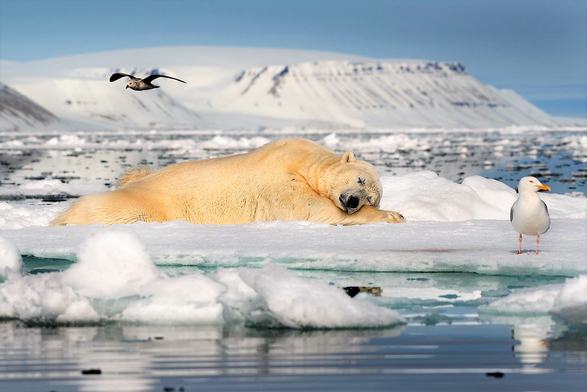 Laden Sie das Tiere, Schnee, Bären, Schlafen, Eisberg, Eisbär-Bild kostenlos auf Ihren PC-Desktop herunter