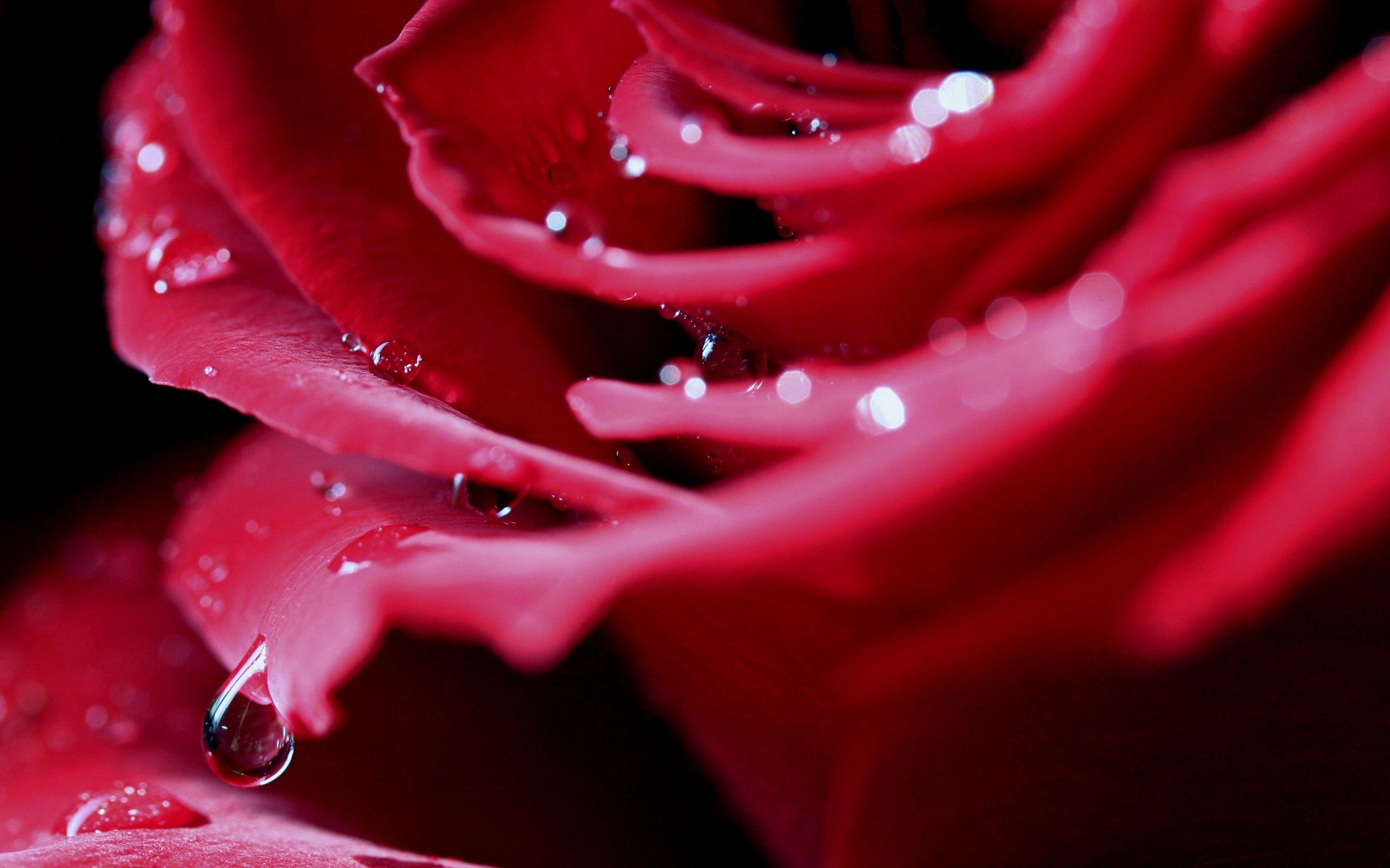 Téléchargez gratuitement l'image Drops, Fleur, Macro, Bourgeon, Une Rose, Rose sur le bureau de votre PC
