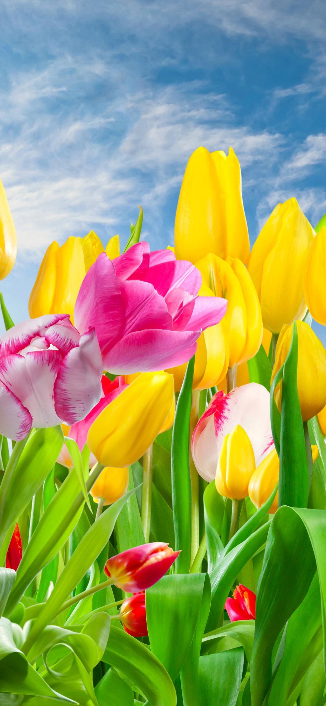 Handy-Wallpaper Natur, Blumen, Blume, Bunt, Tulpe, Erde/natur kostenlos herunterladen.