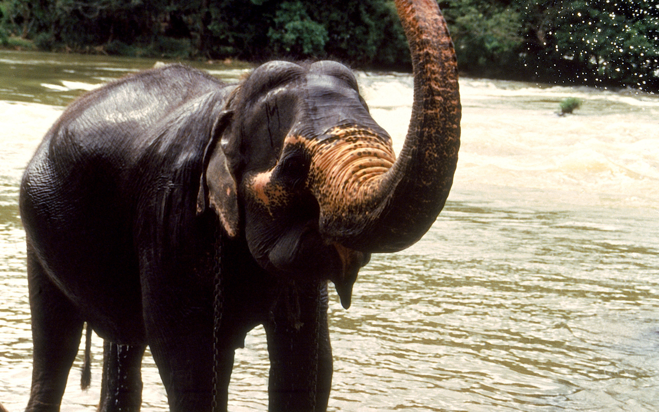 Скачати мобільні шпалери Азіатський Слон, Слони, Тварина безкоштовно.