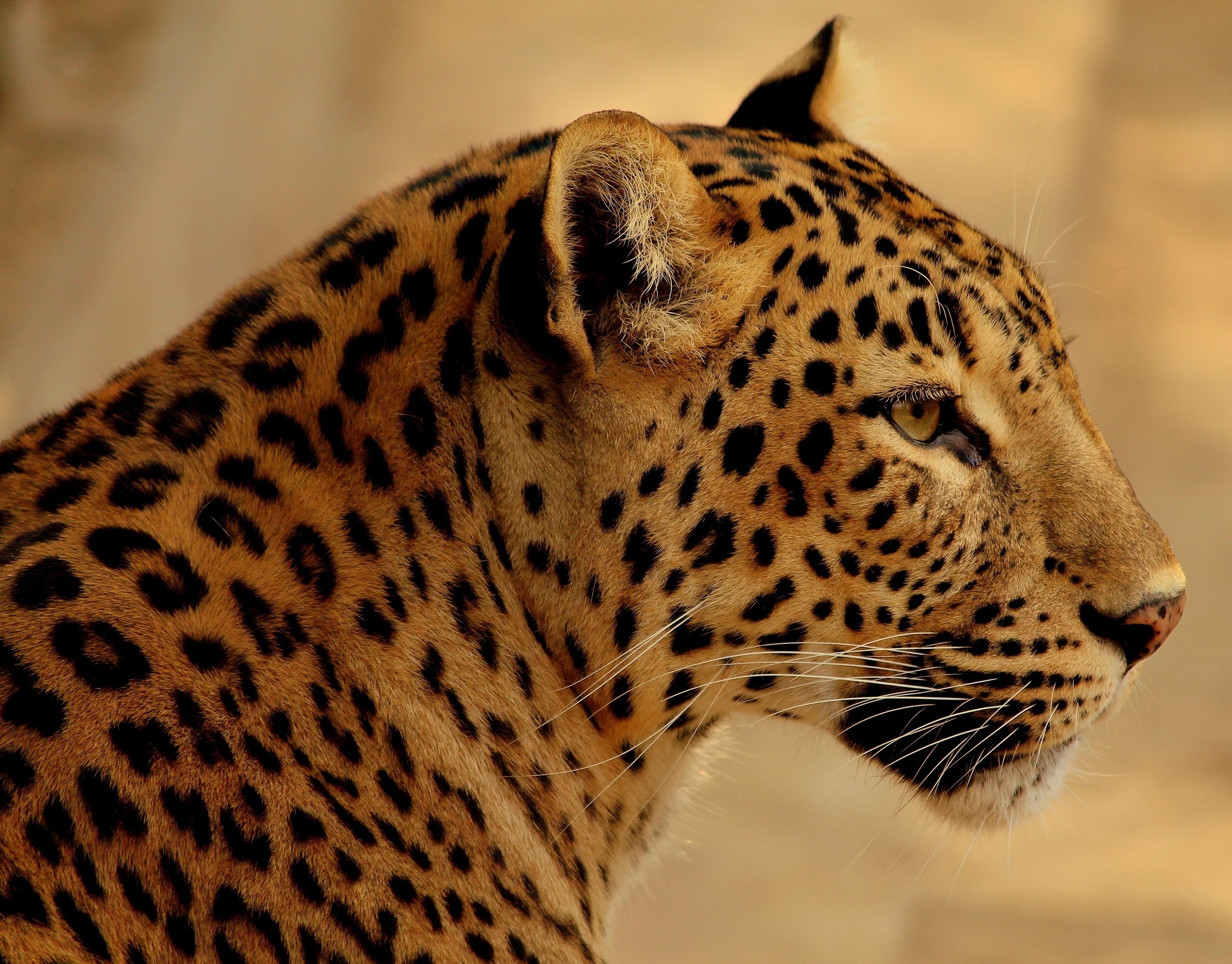 Download mobile wallpaper Jaguar, Cats, Animal, Cute for free.