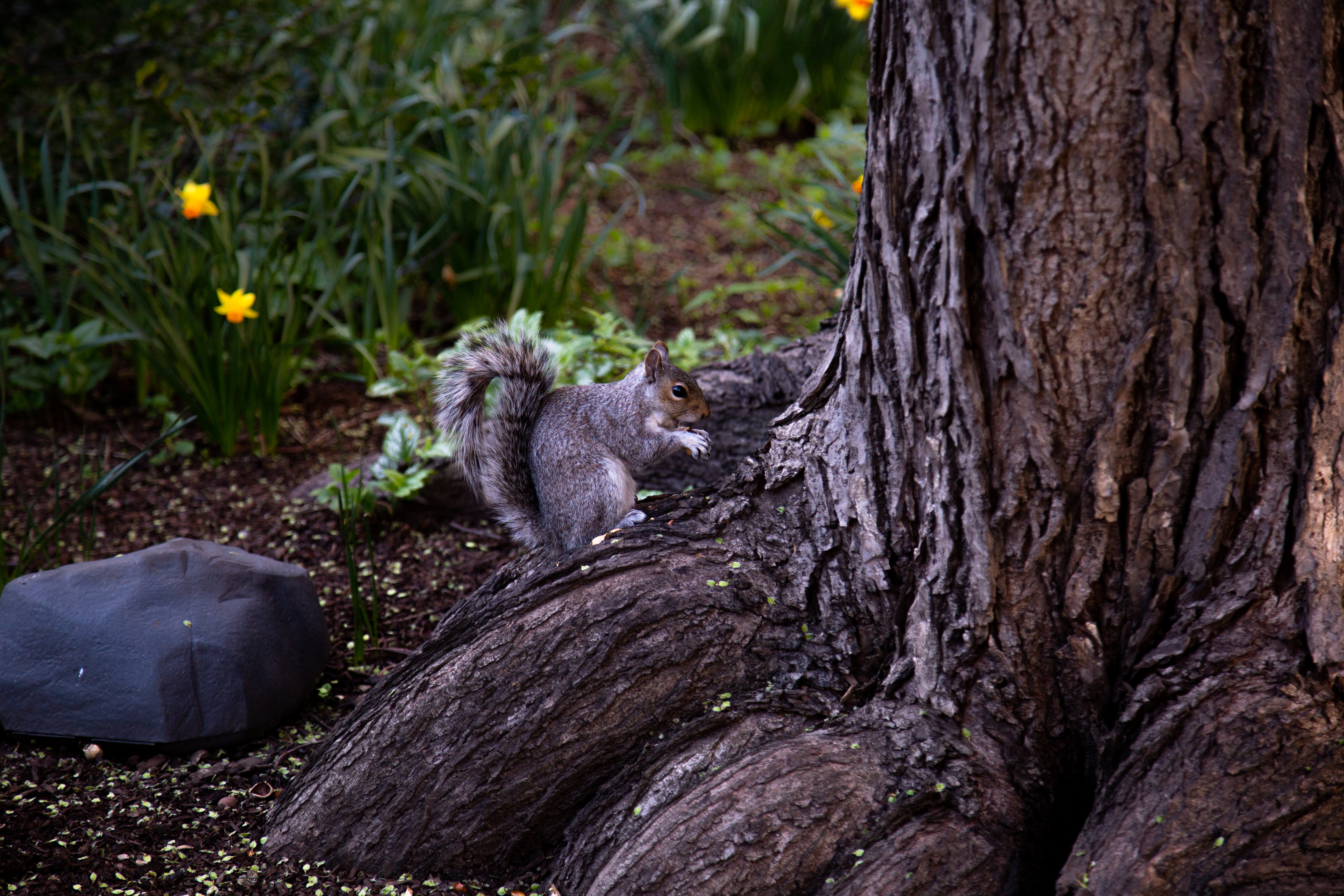 Free download wallpaper Animals, Rodent, Brown, Wood, Tree, Animal, Squirrel on your PC desktop
