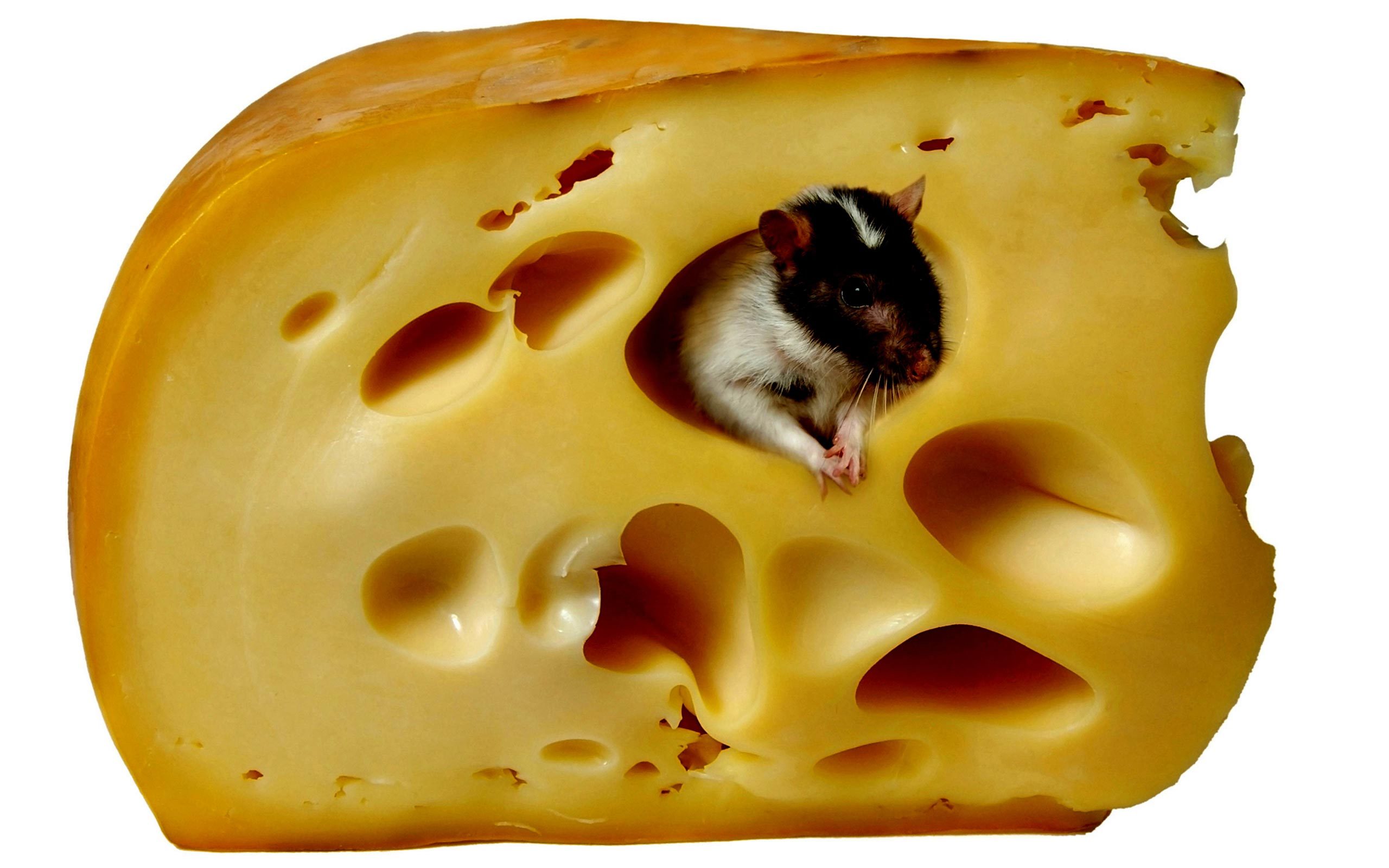 cheese, animals, rodents, mice, yellow
