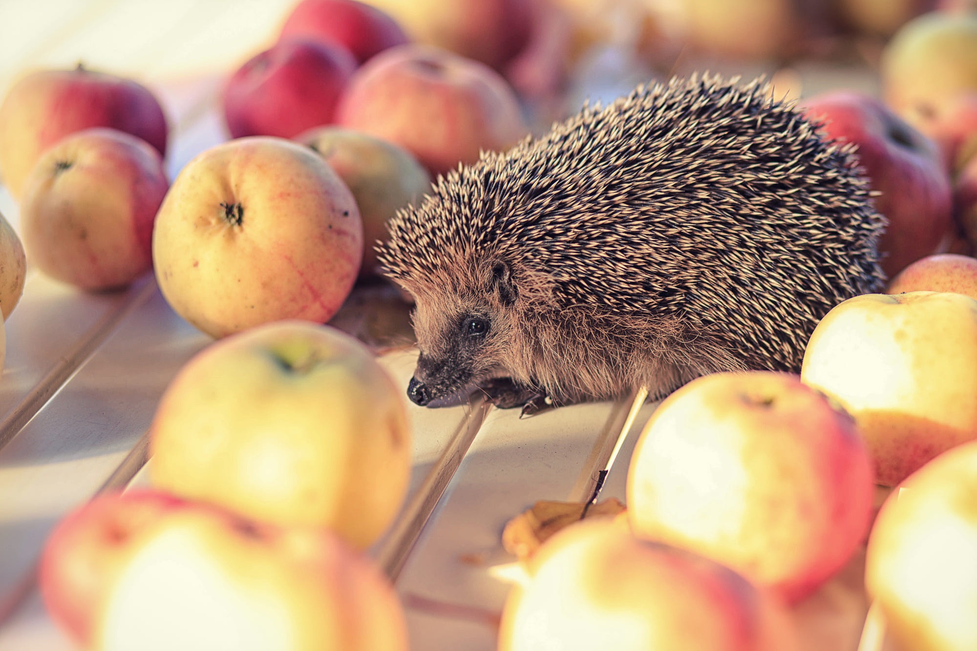 Laden Sie das Tiere, Igel, Apfel-Bild kostenlos auf Ihren PC-Desktop herunter