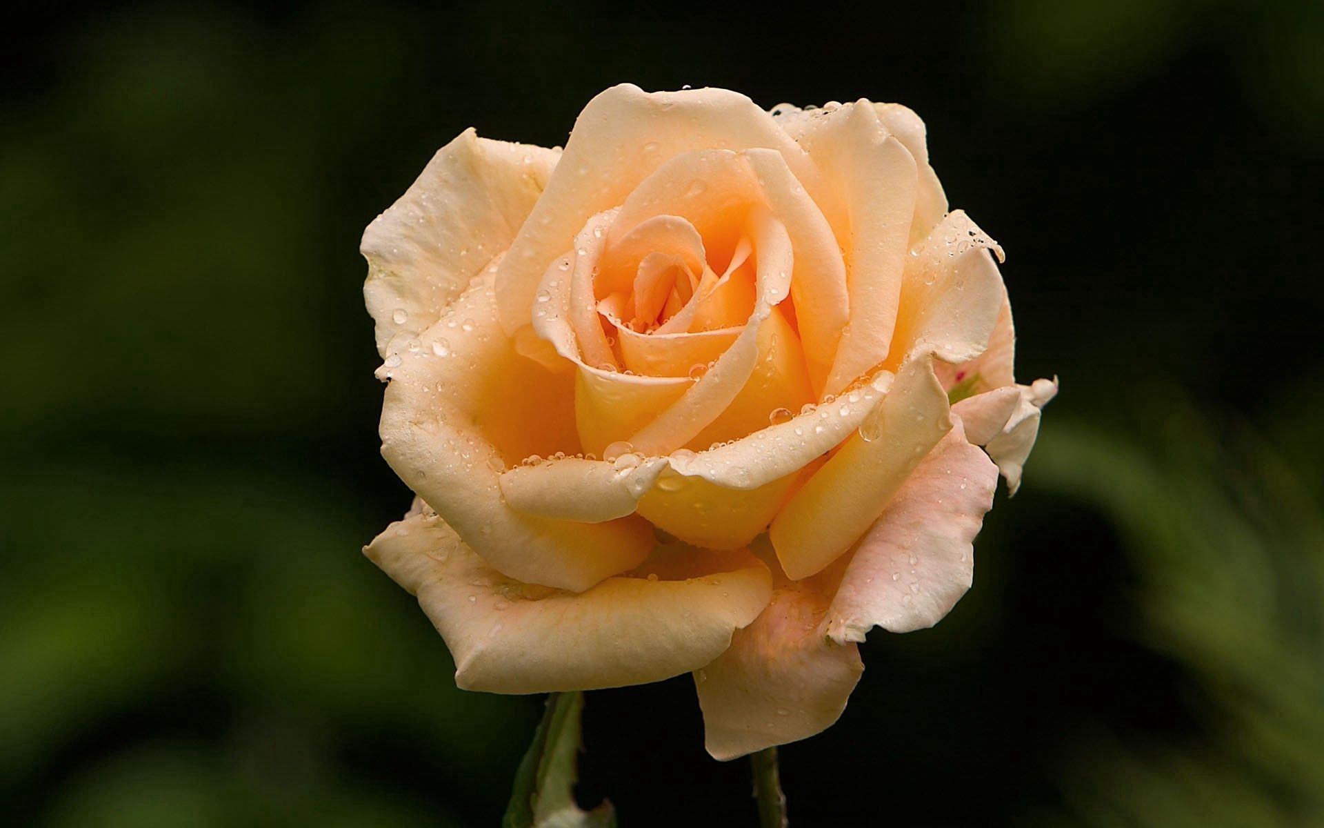 light coloured, macro, light, rose flower, rose, bud, tender