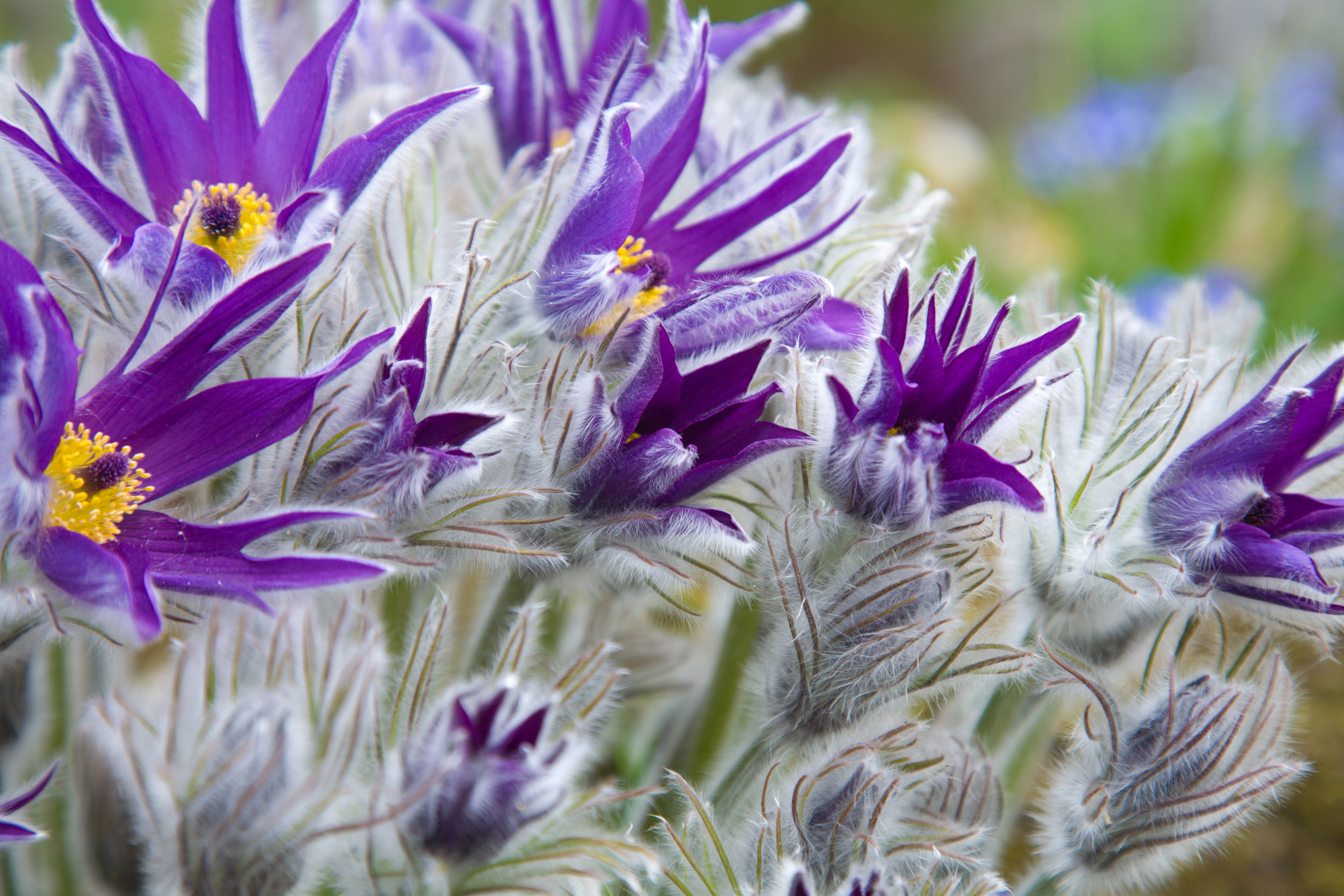 Laden Sie das Natur, Blumen, Blume, Nahansicht, Lila Blume, Erde/natur, Pulsatilla-Bild kostenlos auf Ihren PC-Desktop herunter