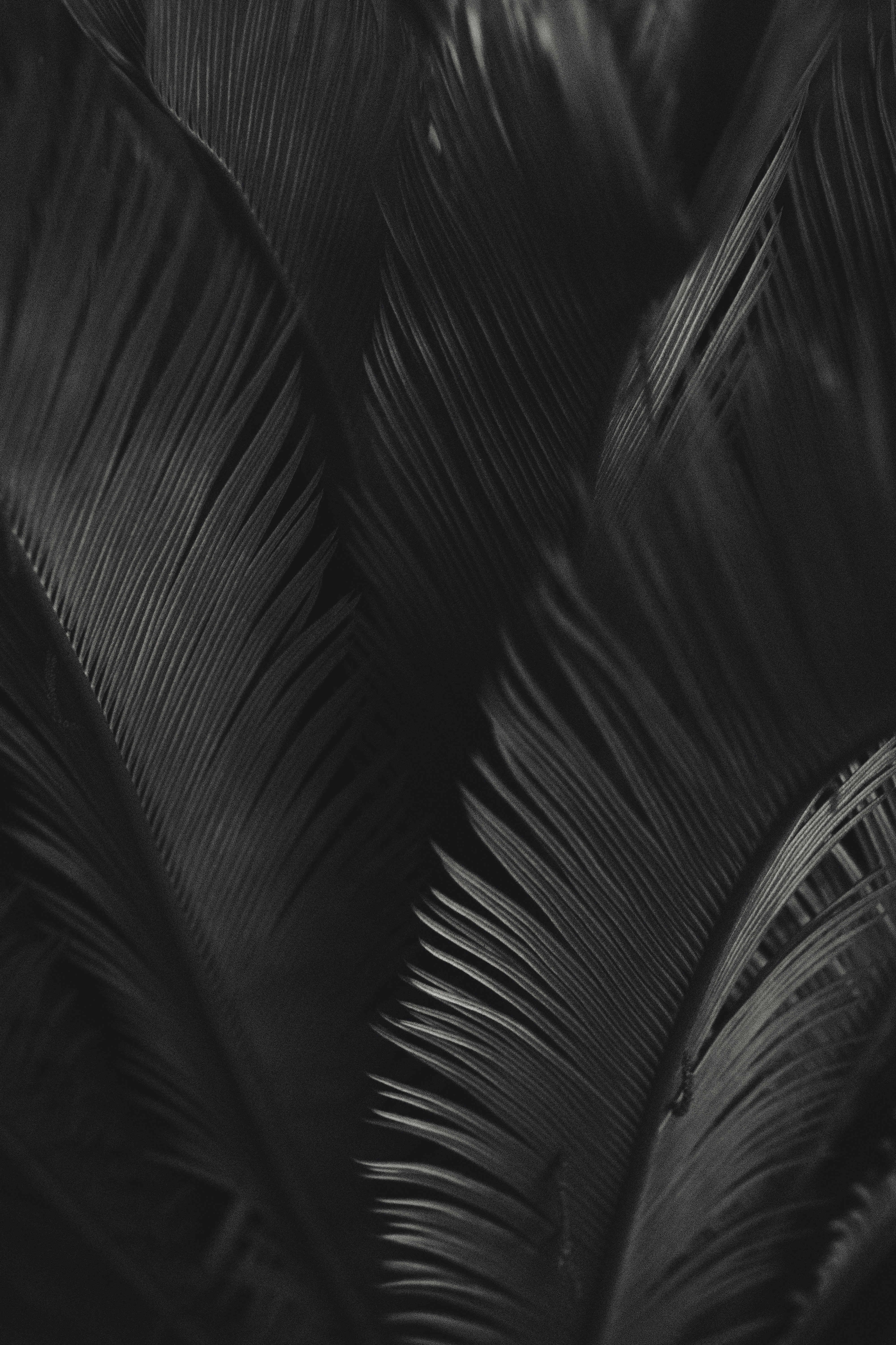 Free download wallpaper Palm, Bw, Chb, Texture, Leaves, Textures on your PC desktop