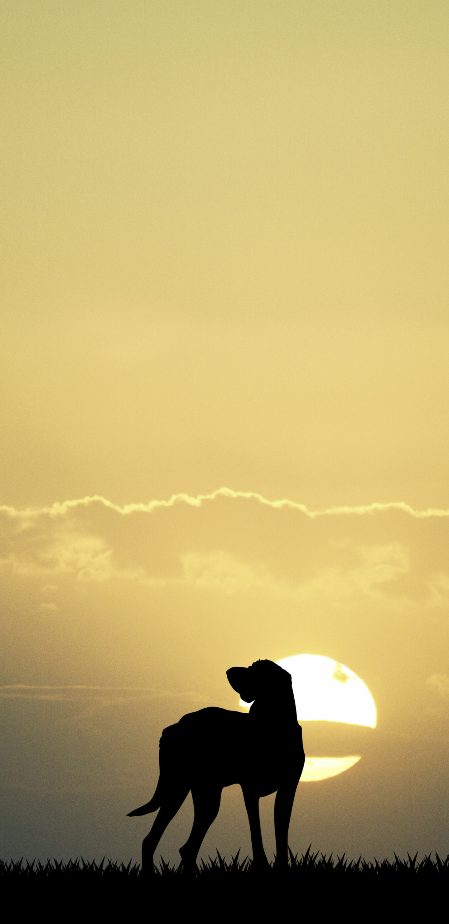 Download mobile wallpaper Sunset, Dog, Photography for free.