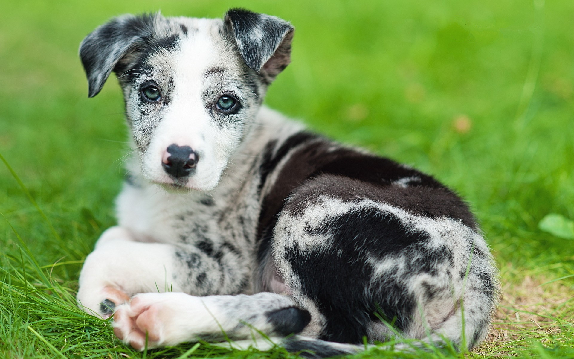 Handy-Wallpaper Tiere, Hunde, Welpen kostenlos herunterladen.