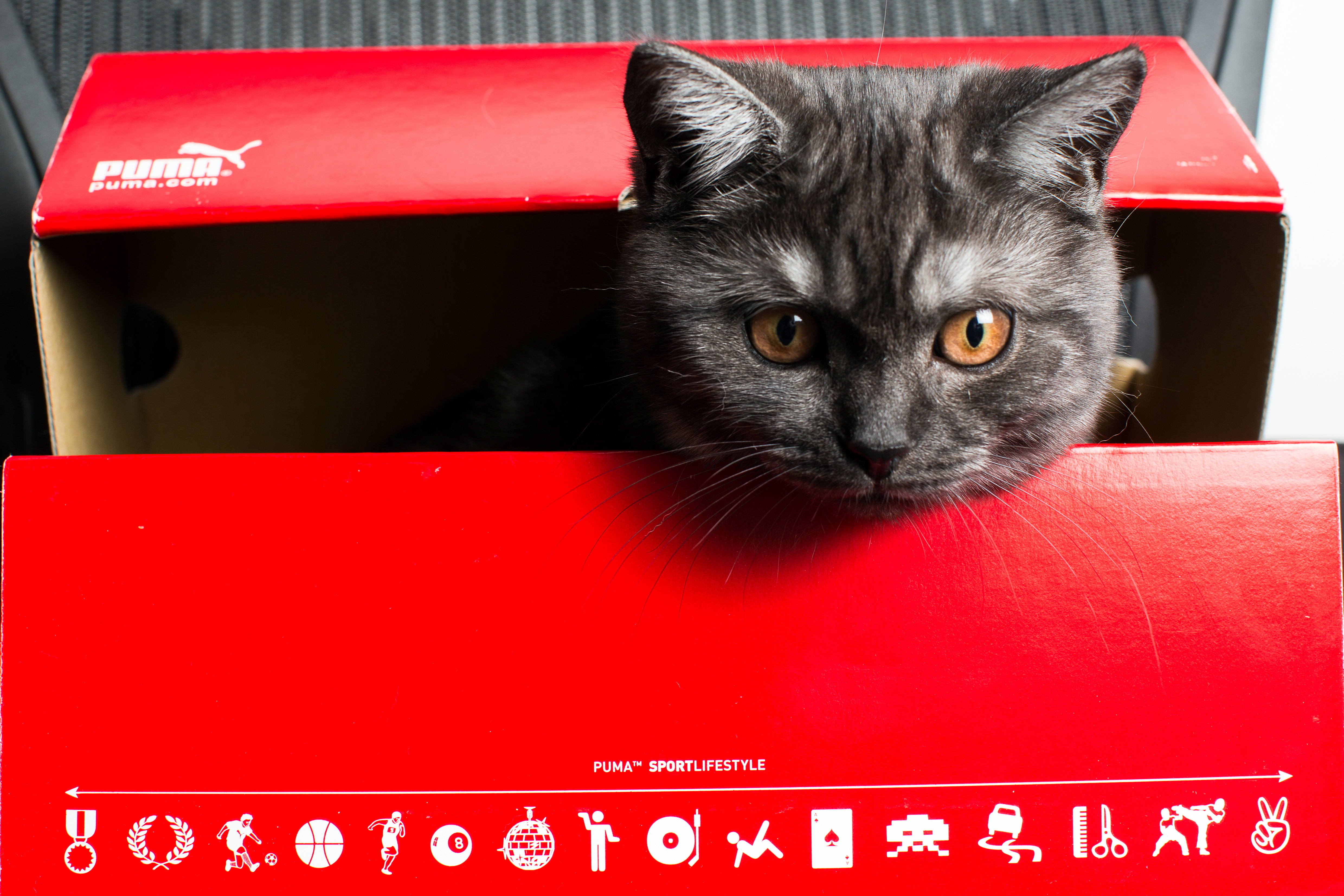 Laden Sie das Katze, Katzen, Tiere-Bild kostenlos auf Ihren PC-Desktop herunter