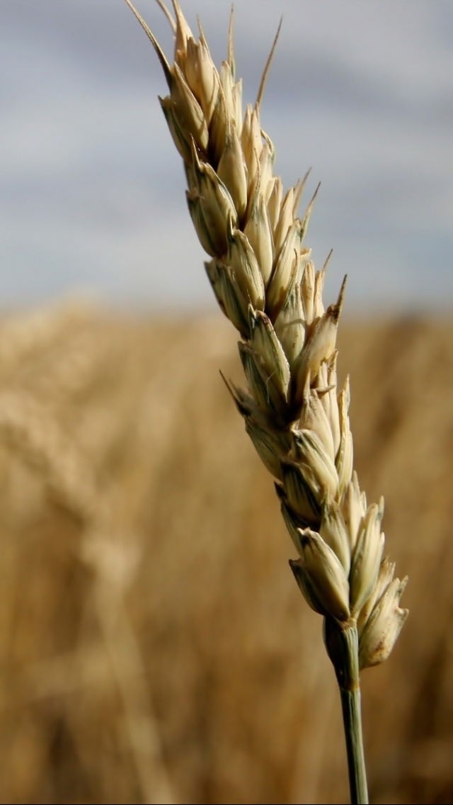 Descarga gratuita de fondo de pantalla para móvil de Trigo, Tierra/naturaleza.