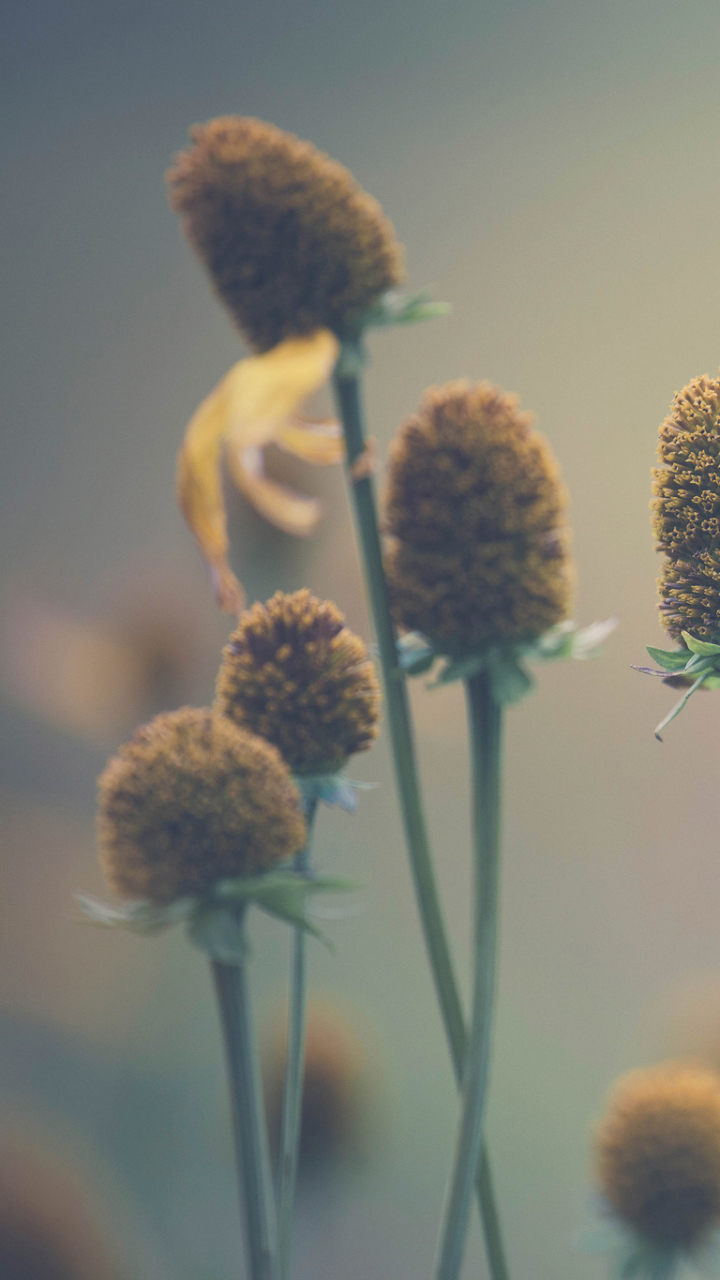 Descarga gratuita de fondo de pantalla para móvil de Naturaleza, Flores, Flor, Bokeh, Tierra/naturaleza.