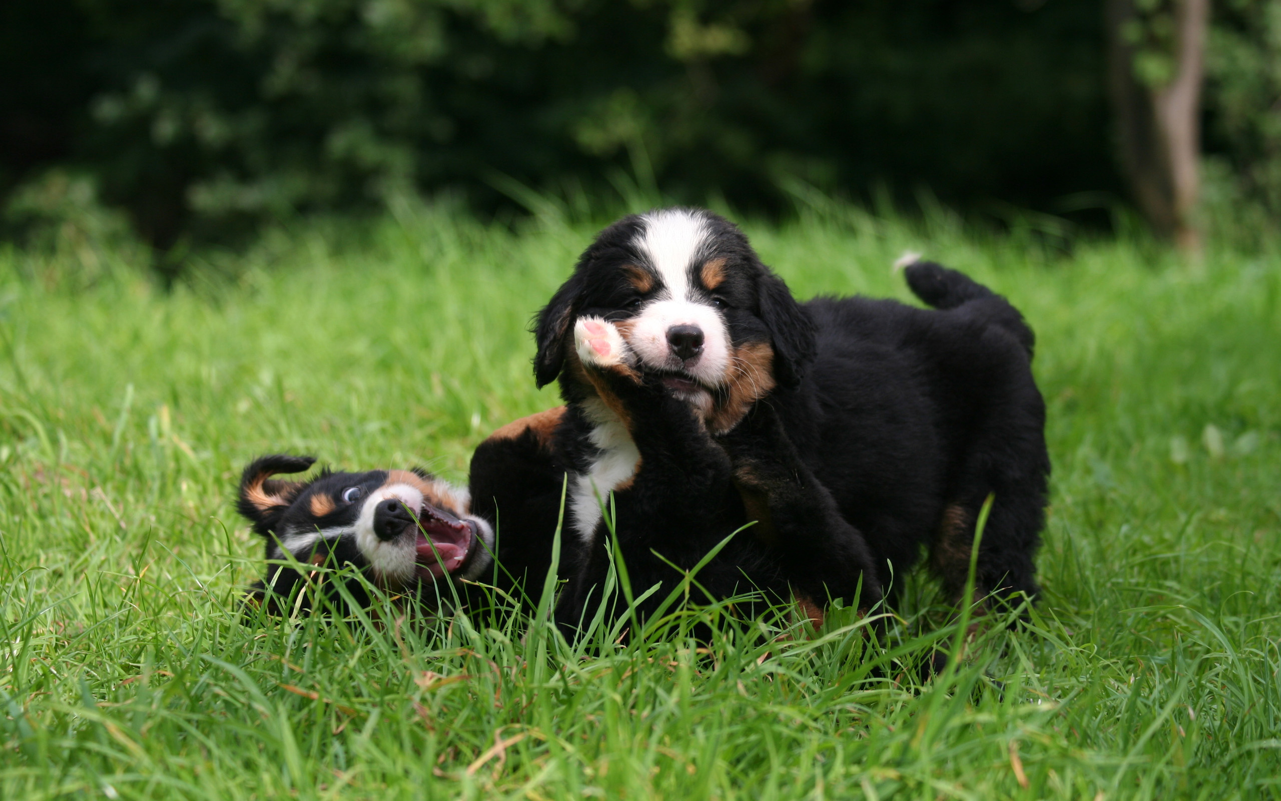 PCデスクトップに犬, 動物画像を無料でダウンロード