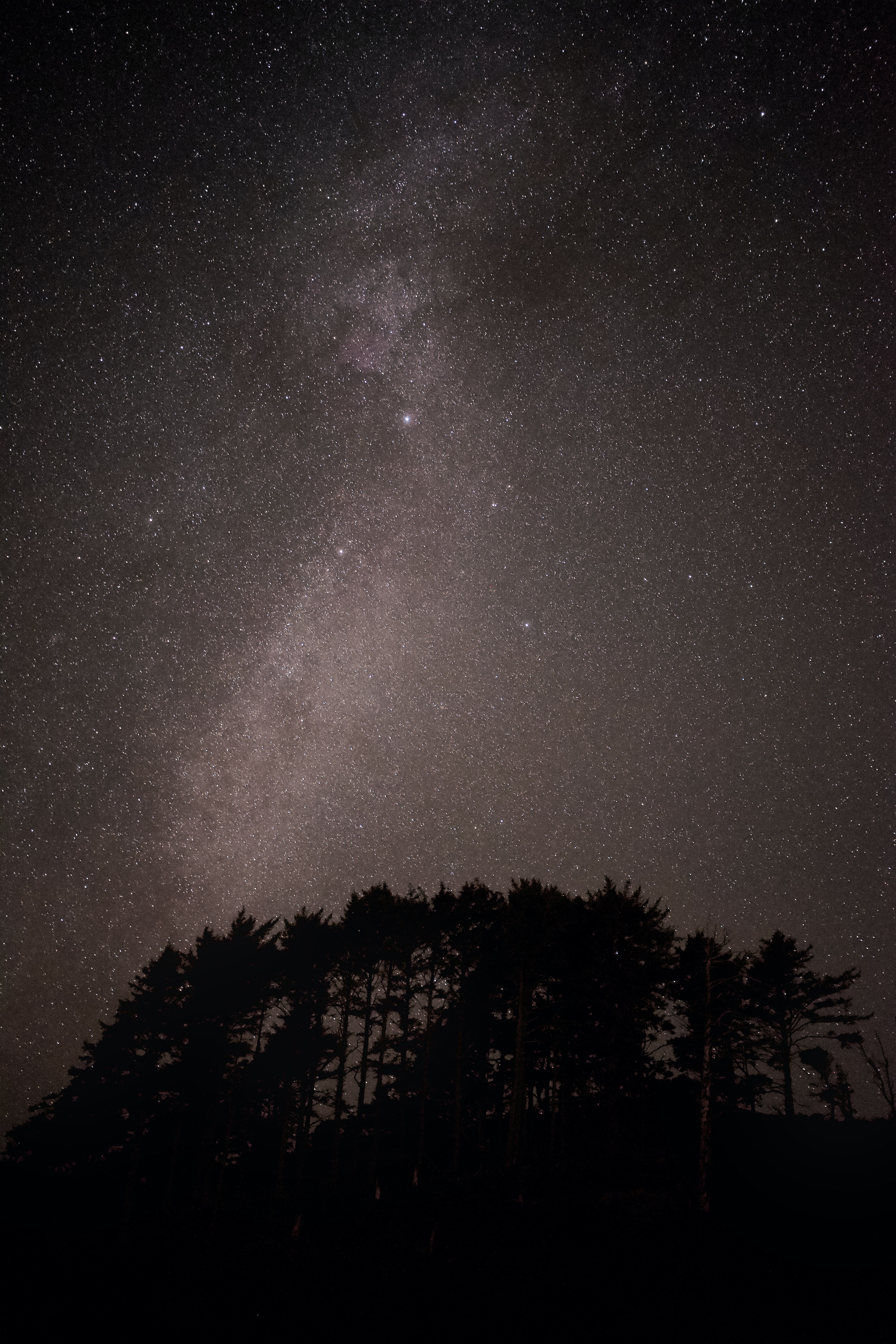 Laden Sie das Nebel, Bäume, Sternenhimmel, Universum, Dunkel, Sterne-Bild kostenlos auf Ihren PC-Desktop herunter