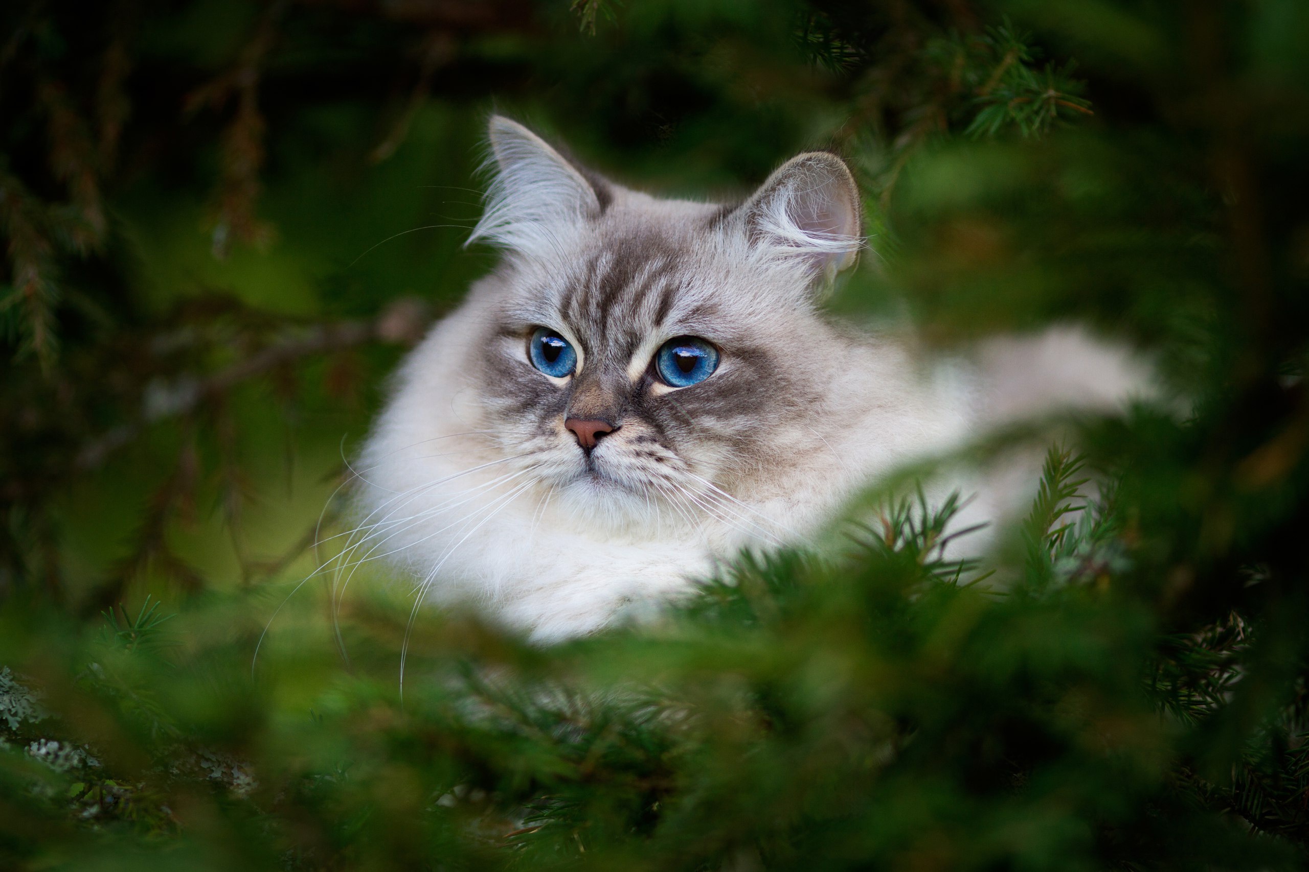 Handy-Wallpaper Tiere, Katzen, Katze, Blaue Augen kostenlos herunterladen.