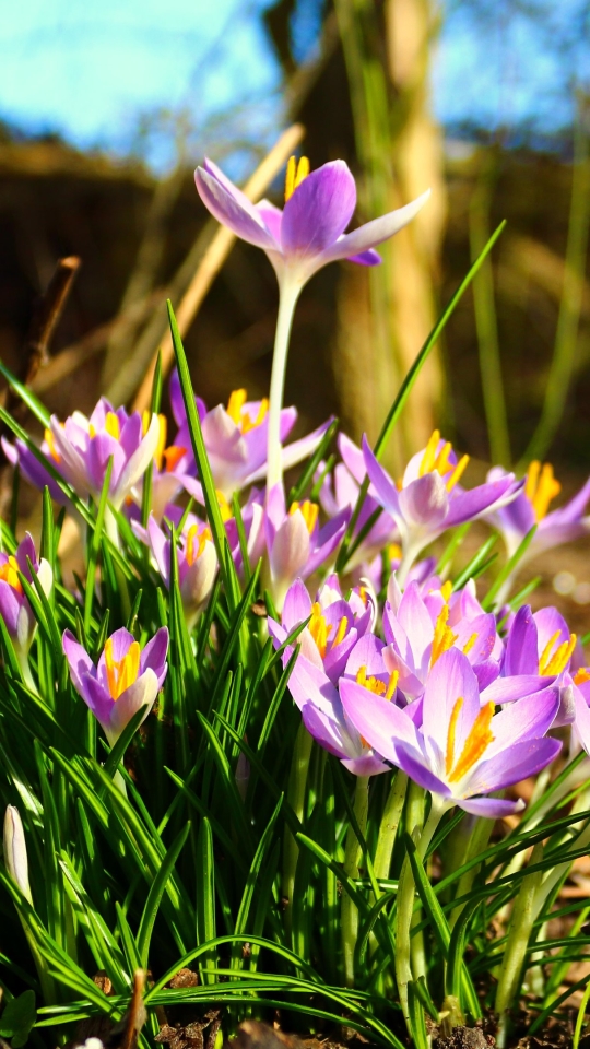 Handy-Wallpaper Blumen, Krokus, Erde/natur kostenlos herunterladen.