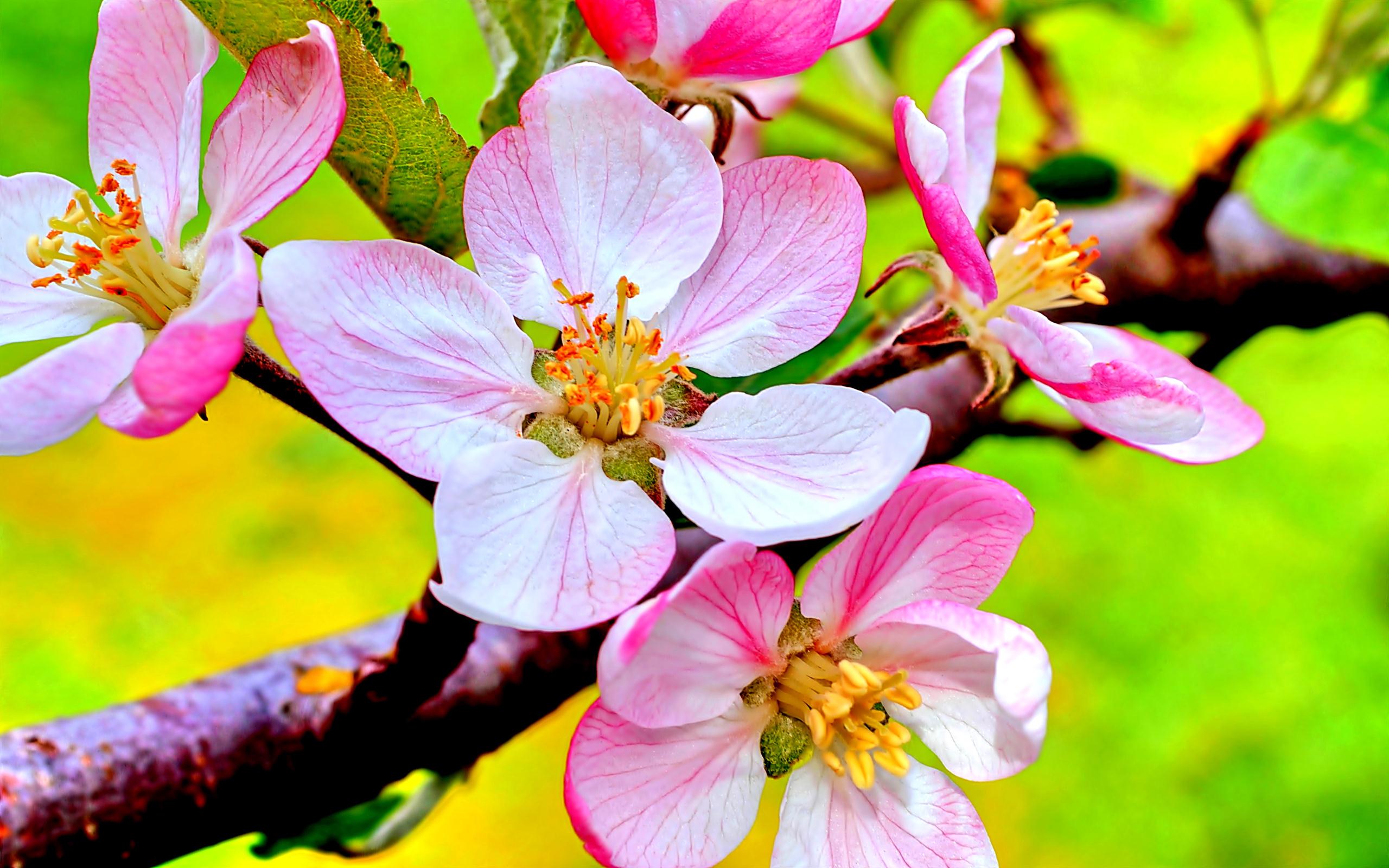 Baixe gratuitamente a imagem Flores, Flor Rosa, Floração, Ramo, Flor De Cerejeira, Terra/natureza na área de trabalho do seu PC