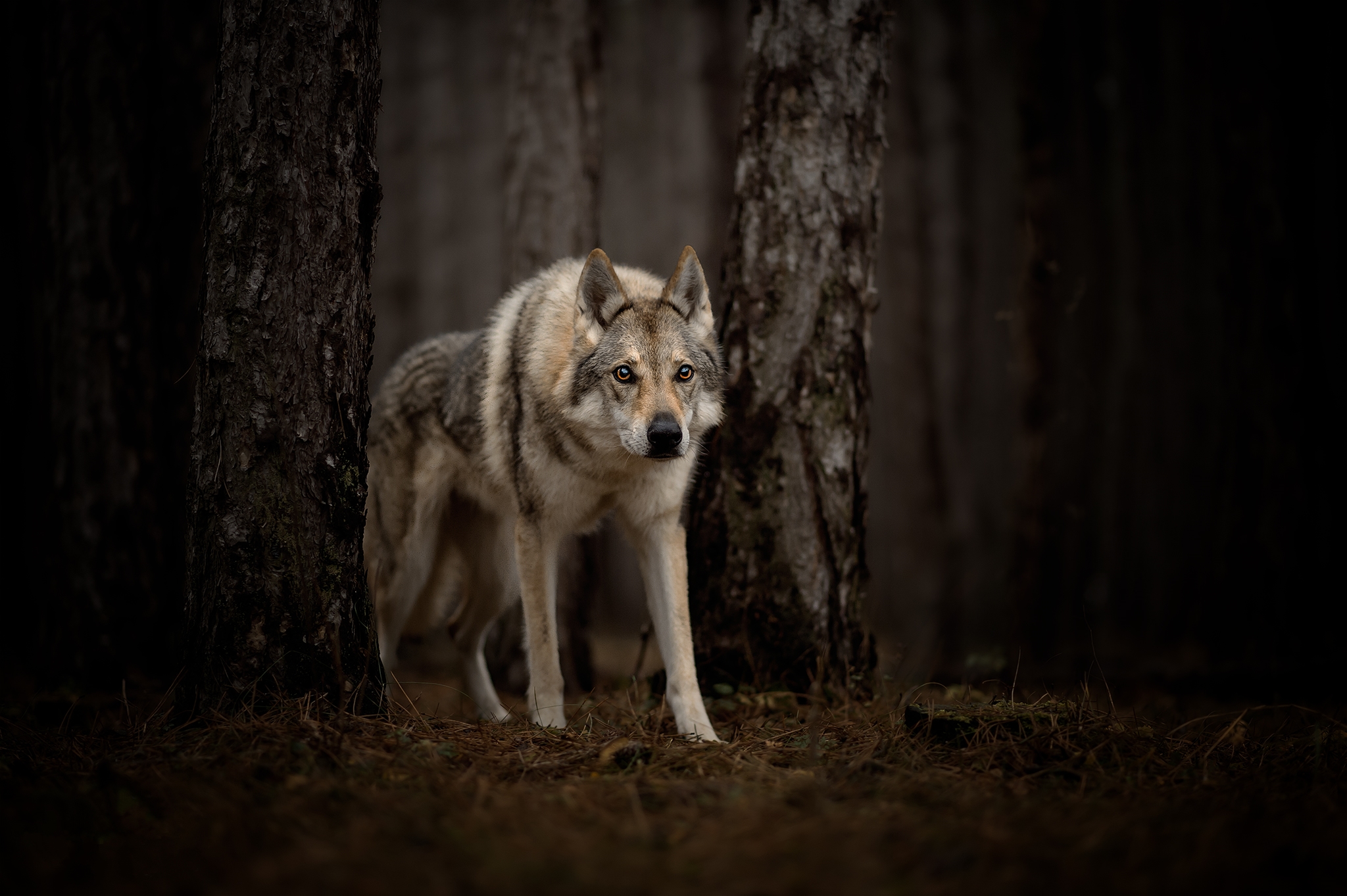 474167 descargar imagen perro lobo, animales, perro lobo checoslovaco, perros: fondos de pantalla y protectores de pantalla gratis