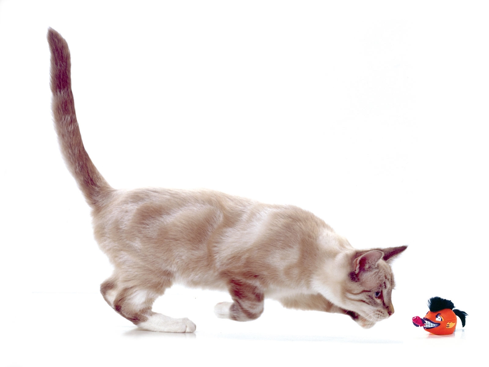Скачать обои бесплатно Животные, Кошки (Коты Котики), Юмор картинка на рабочий стол ПК