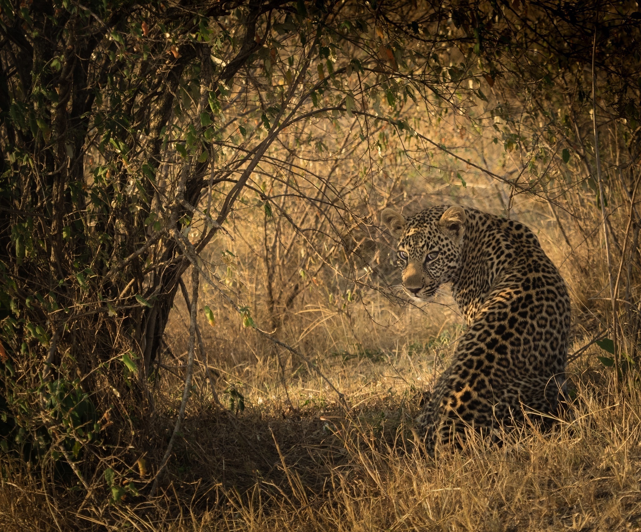 Handy-Wallpaper Tiere, Katzen, Leopard kostenlos herunterladen.