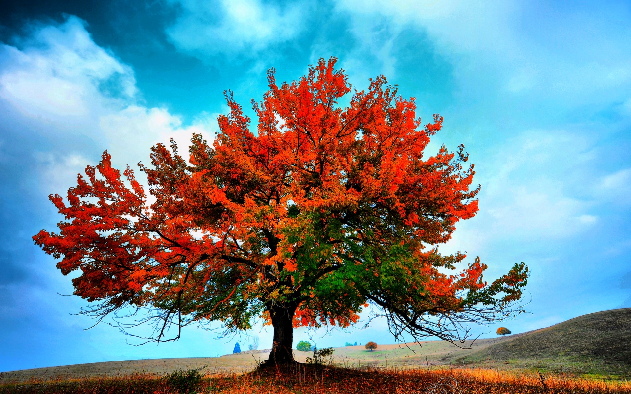 Free download wallpaper Tree, Earth on your PC desktop