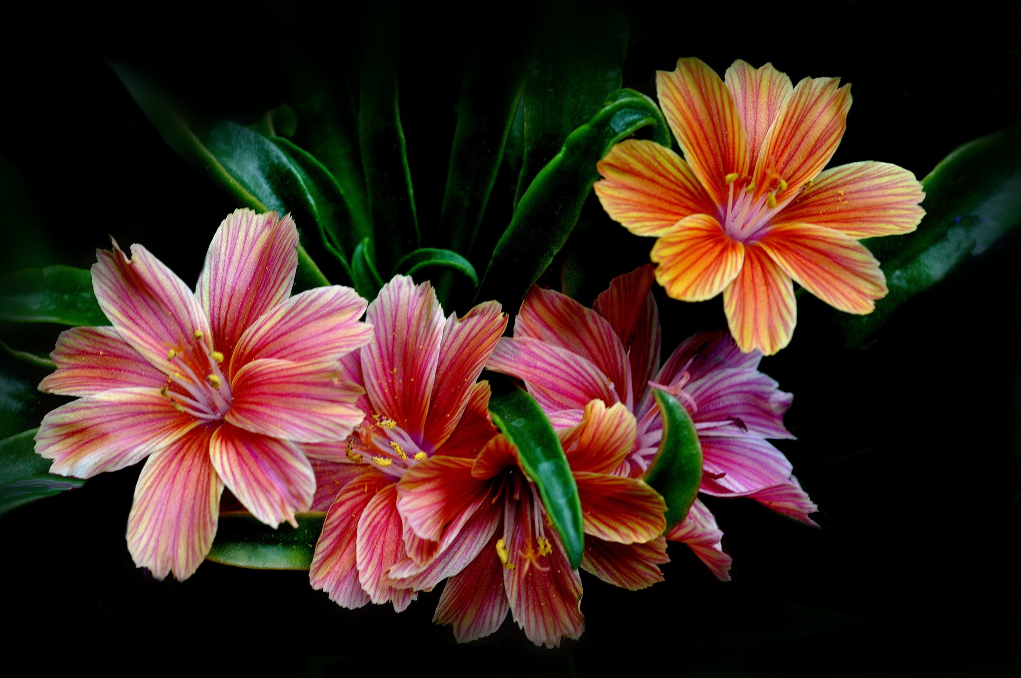 Descarga gratis la imagen Flores, Flor, Hoja, Colores, Vistoso, Tierra/naturaleza en el escritorio de tu PC