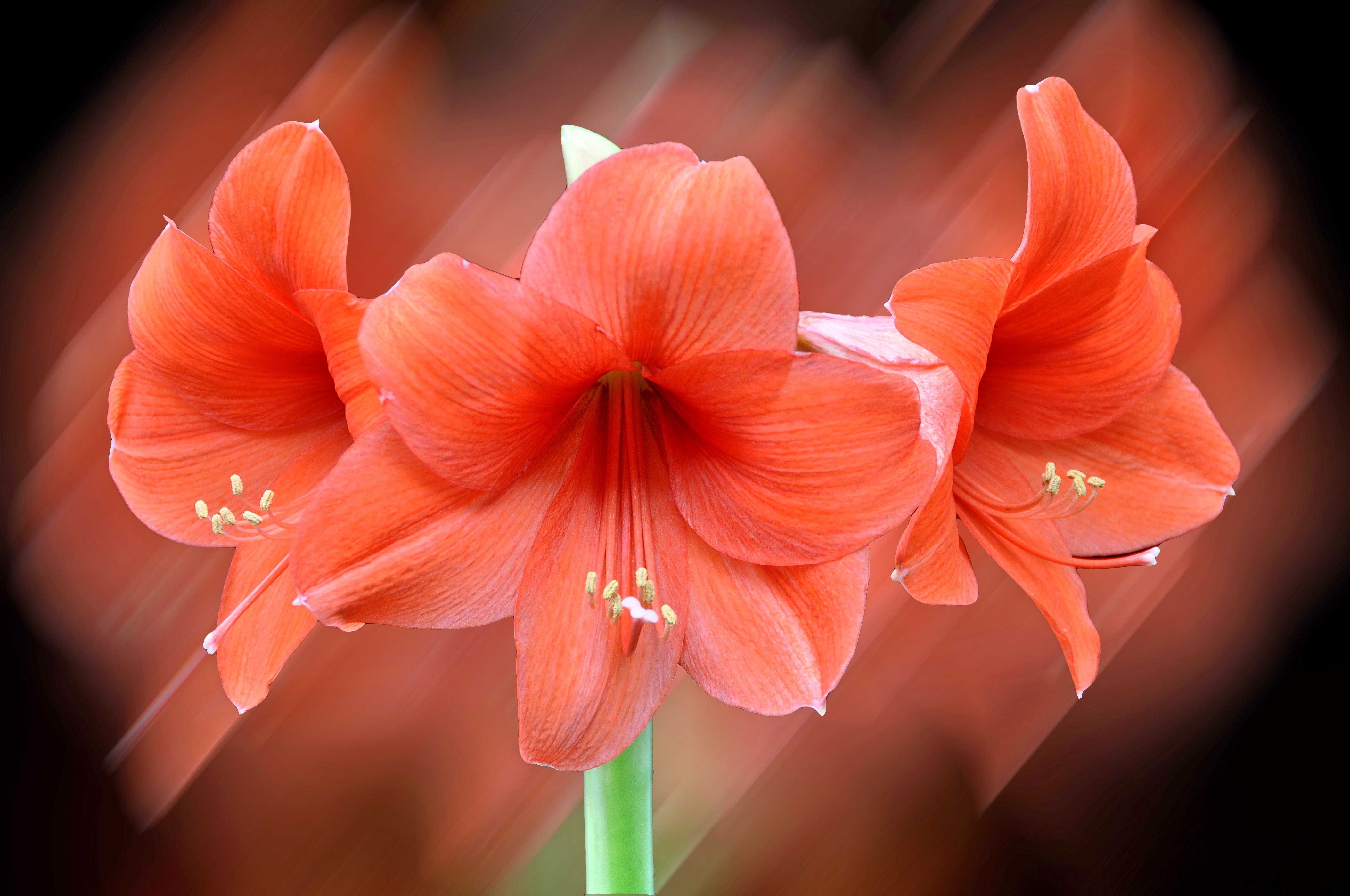 Téléchargez gratuitement l'image Fleurs, Fleur, Lys, Terre/nature, Fleur D'oranger sur le bureau de votre PC