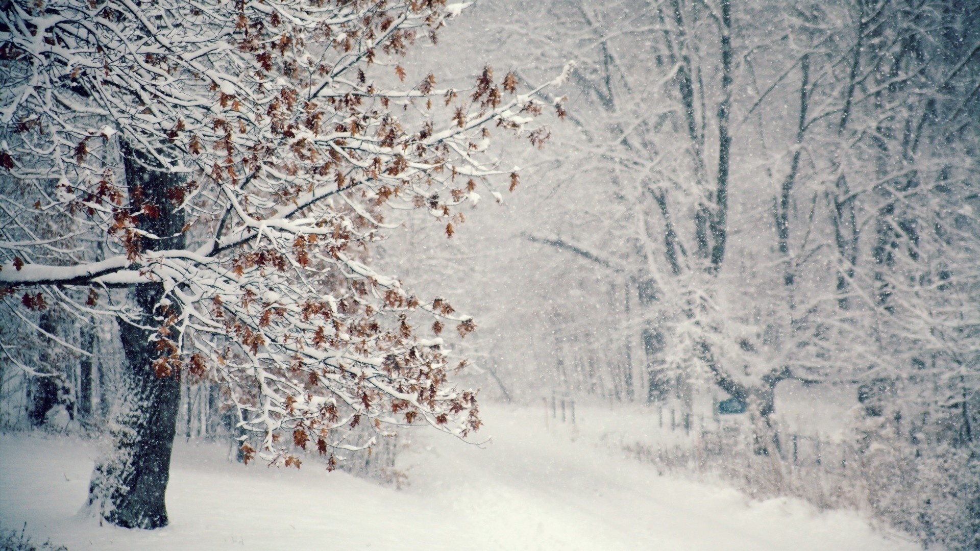 Скачать картинку Деревья, Зима, Пейзаж, Снег в телефон бесплатно.