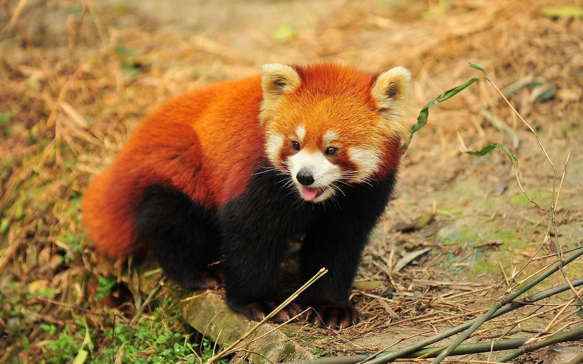 593816 baixar imagens animais, panda vermelho - papéis de parede e protetores de tela gratuitamente