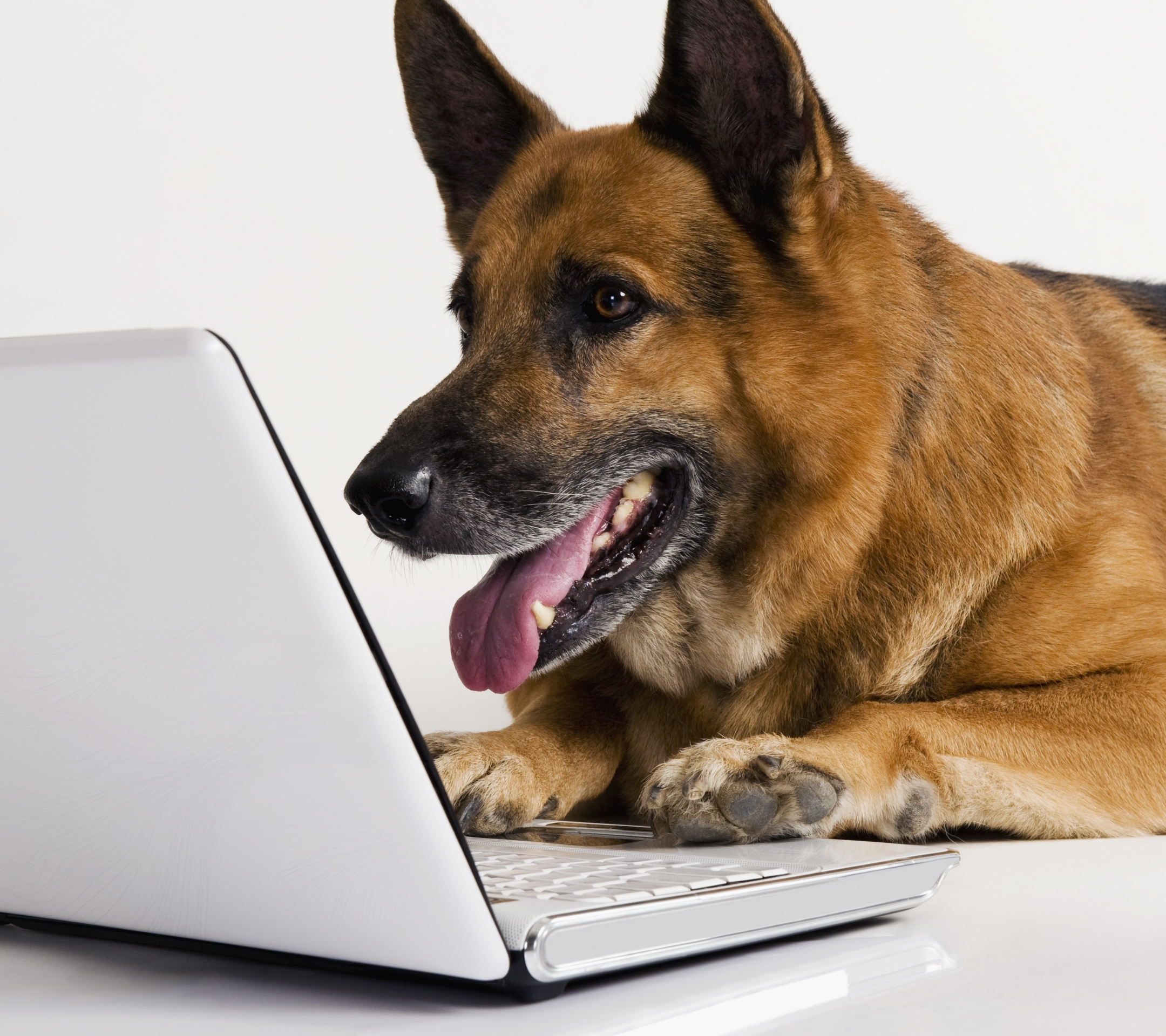 無料モバイル壁紙動物, 犬, ジャーマンシェパードをダウンロードします。
