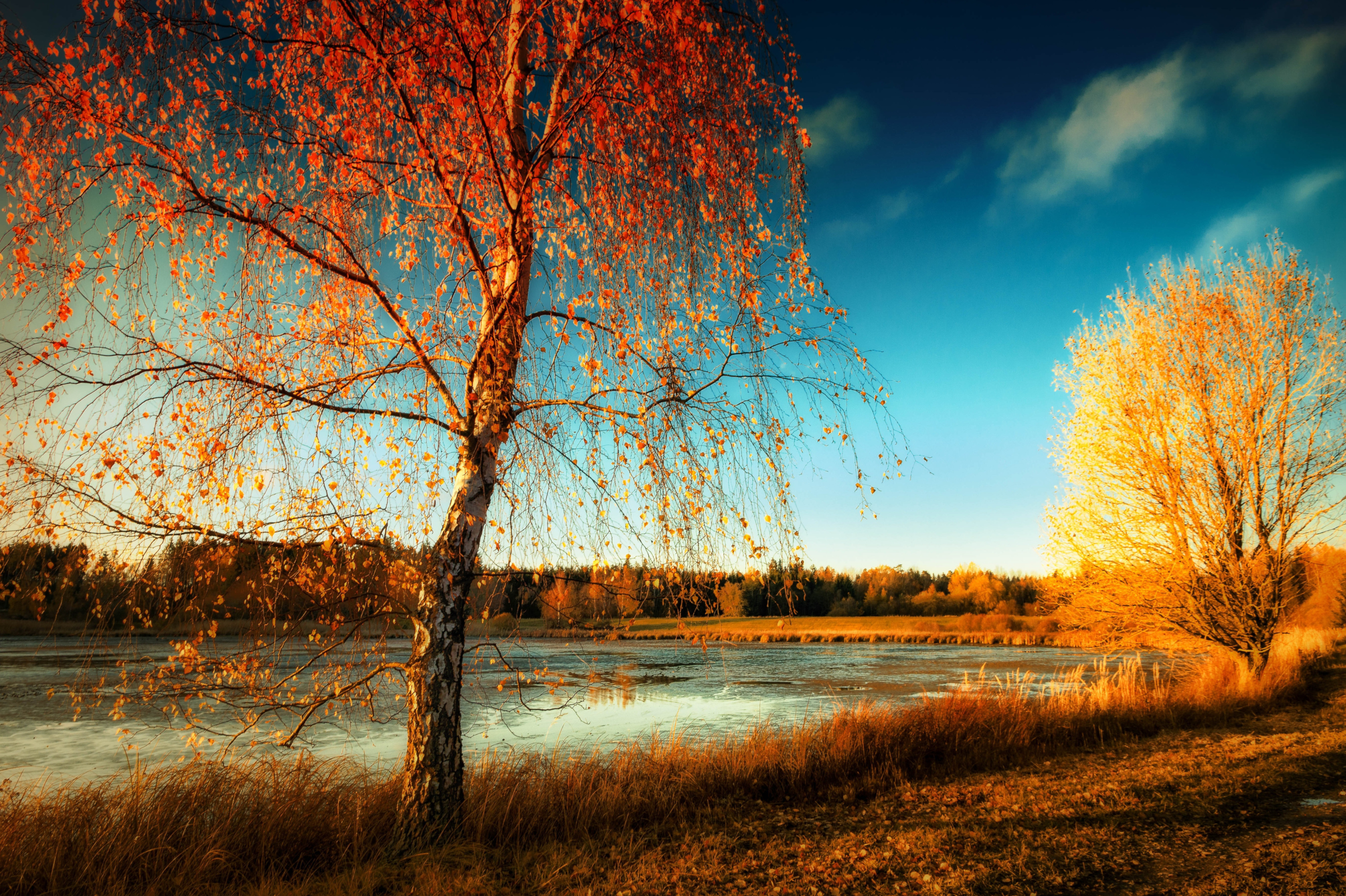 Скачать картинку Пейзаж, Природа, Осень, Озеро, Земля/природа, Берёза в телефон бесплатно.