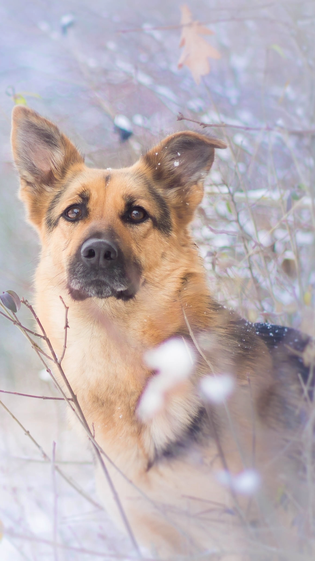Download mobile wallpaper Winter, Dogs, Snow, Dog, Animal, Bokeh, German Shepherd for free.