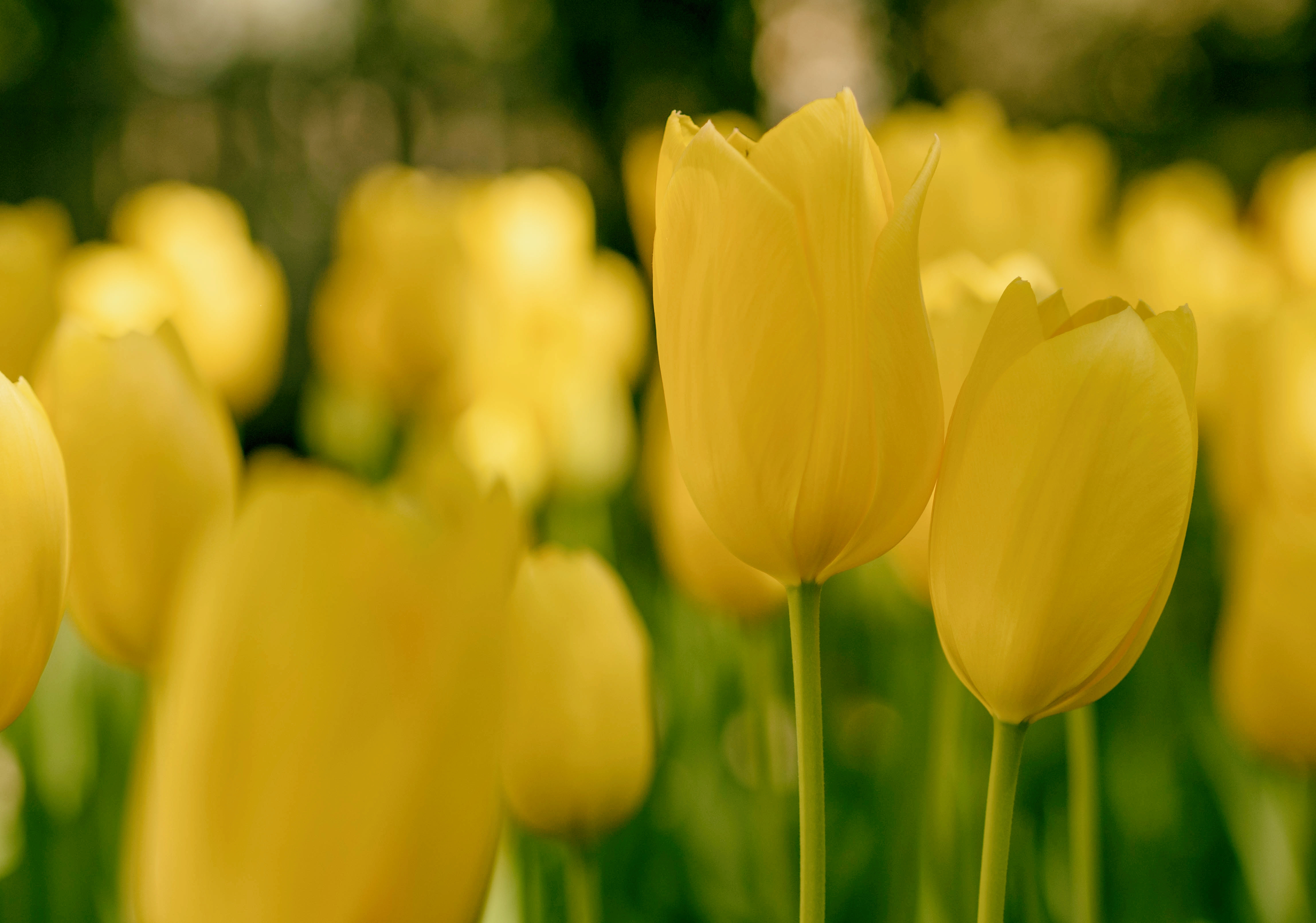 Descarga gratuita de fondo de pantalla para móvil de Naturaleza, Flores, Flor, Tulipán, Flor Amarilla, Tierra/naturaleza, Difuminado.