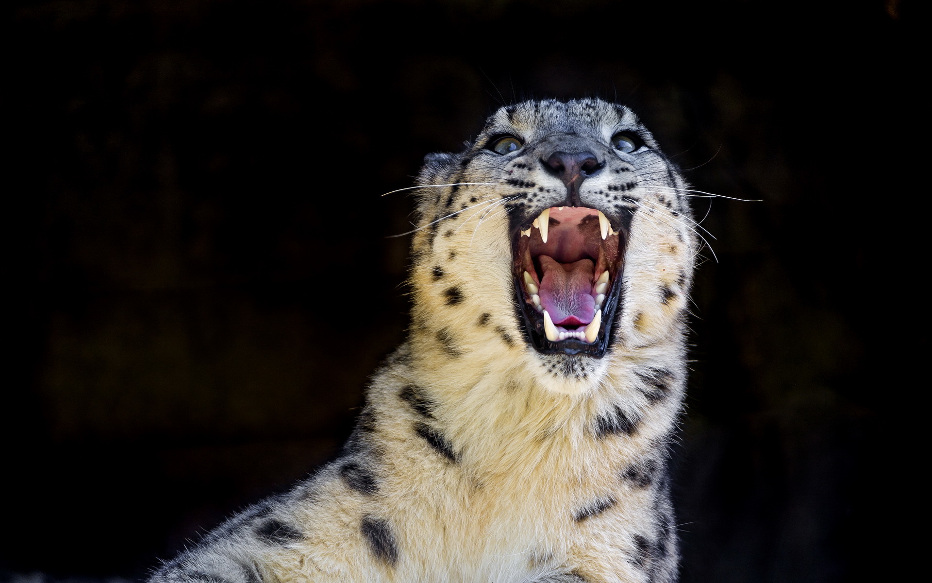 Laden Sie das Tiere, Katzen, Schneeleopard-Bild kostenlos auf Ihren PC-Desktop herunter