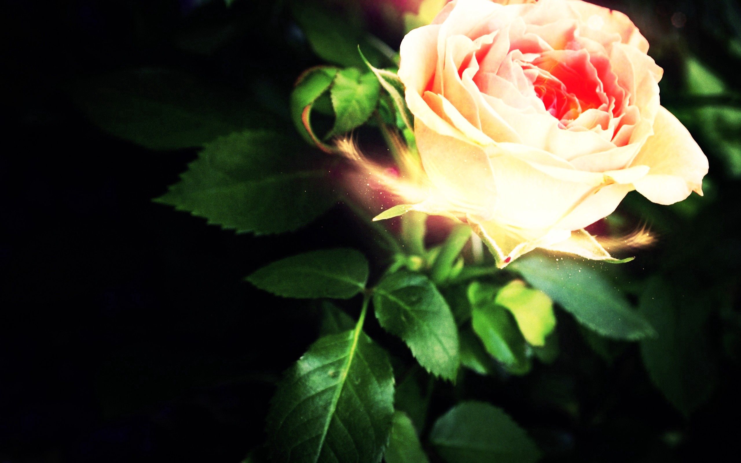 Download mobile wallpaper Rose Flower, Petals, Rose, Light, Shine, Abstract for free.