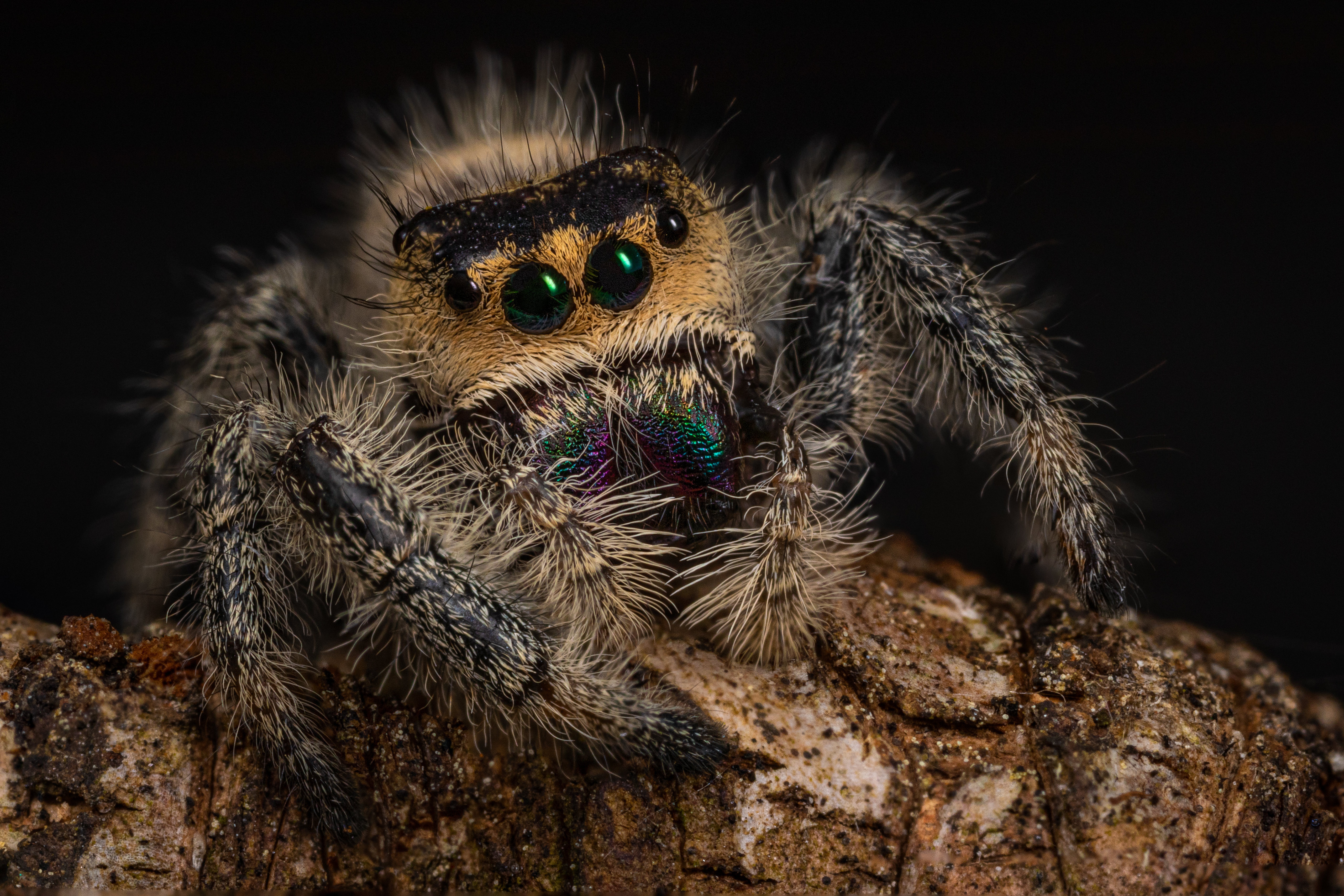 Laden Sie das Tiere, Makro, Springspinnen, Spinnen-Bild kostenlos auf Ihren PC-Desktop herunter