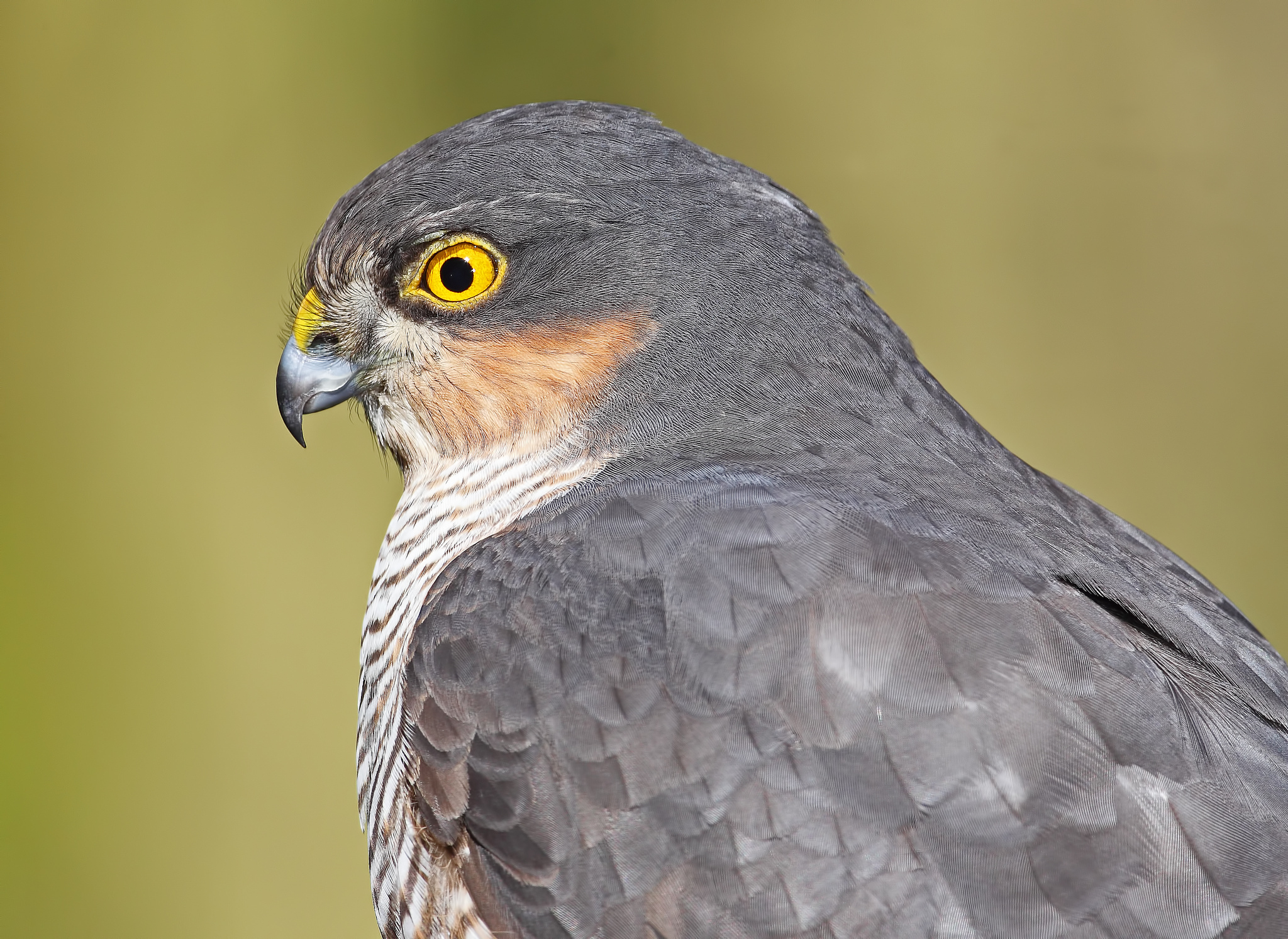 Free download wallpaper Hawk, Birds, Animal on your PC desktop